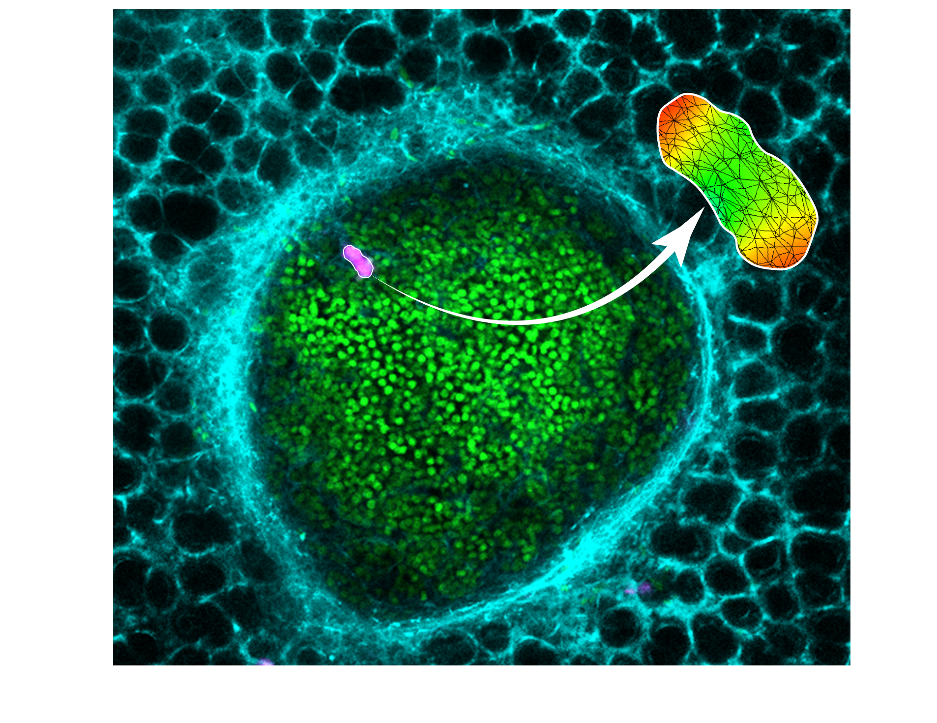 Measuring 3D forces in live mouse tumors