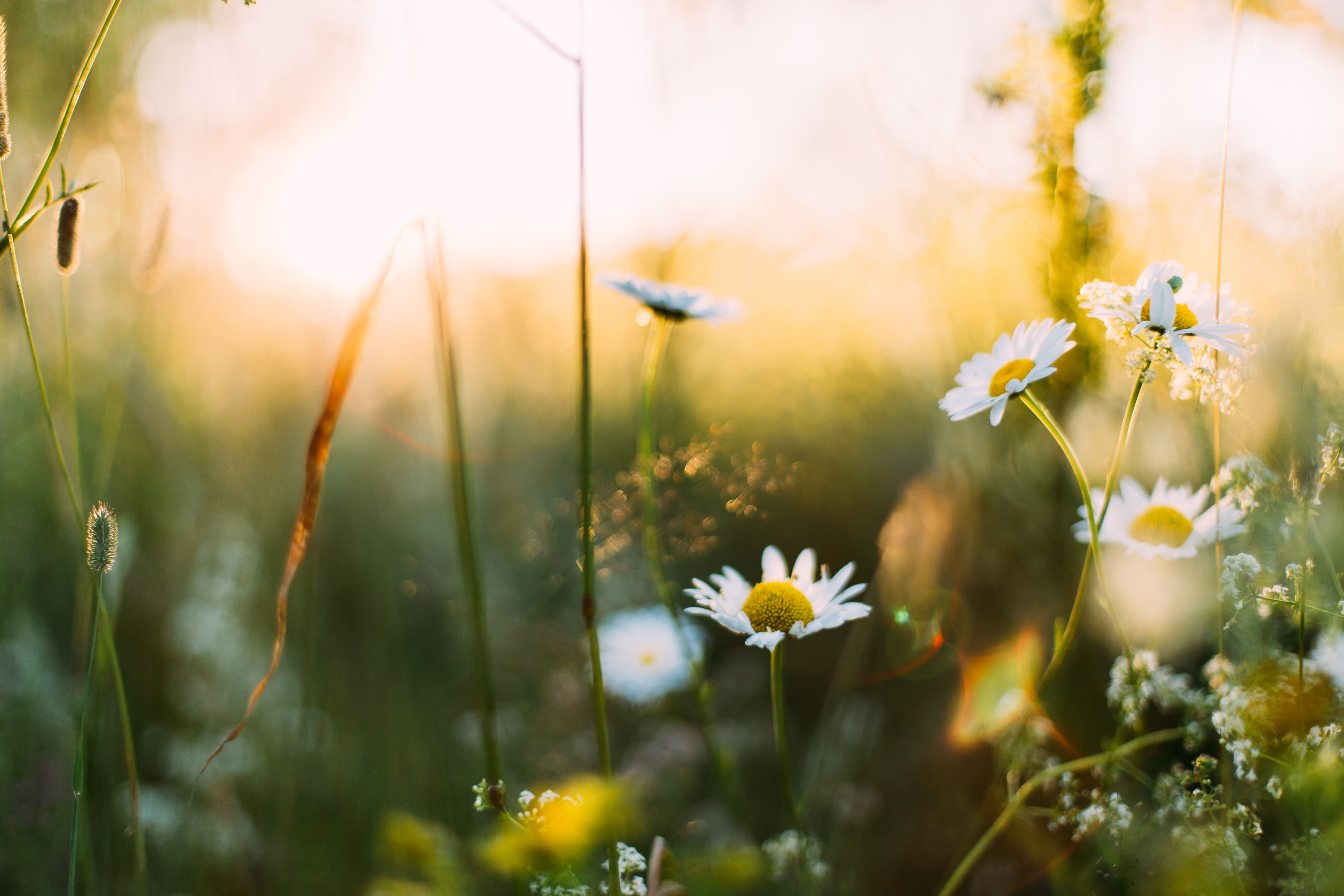 Open Online Course on Gender and Environment