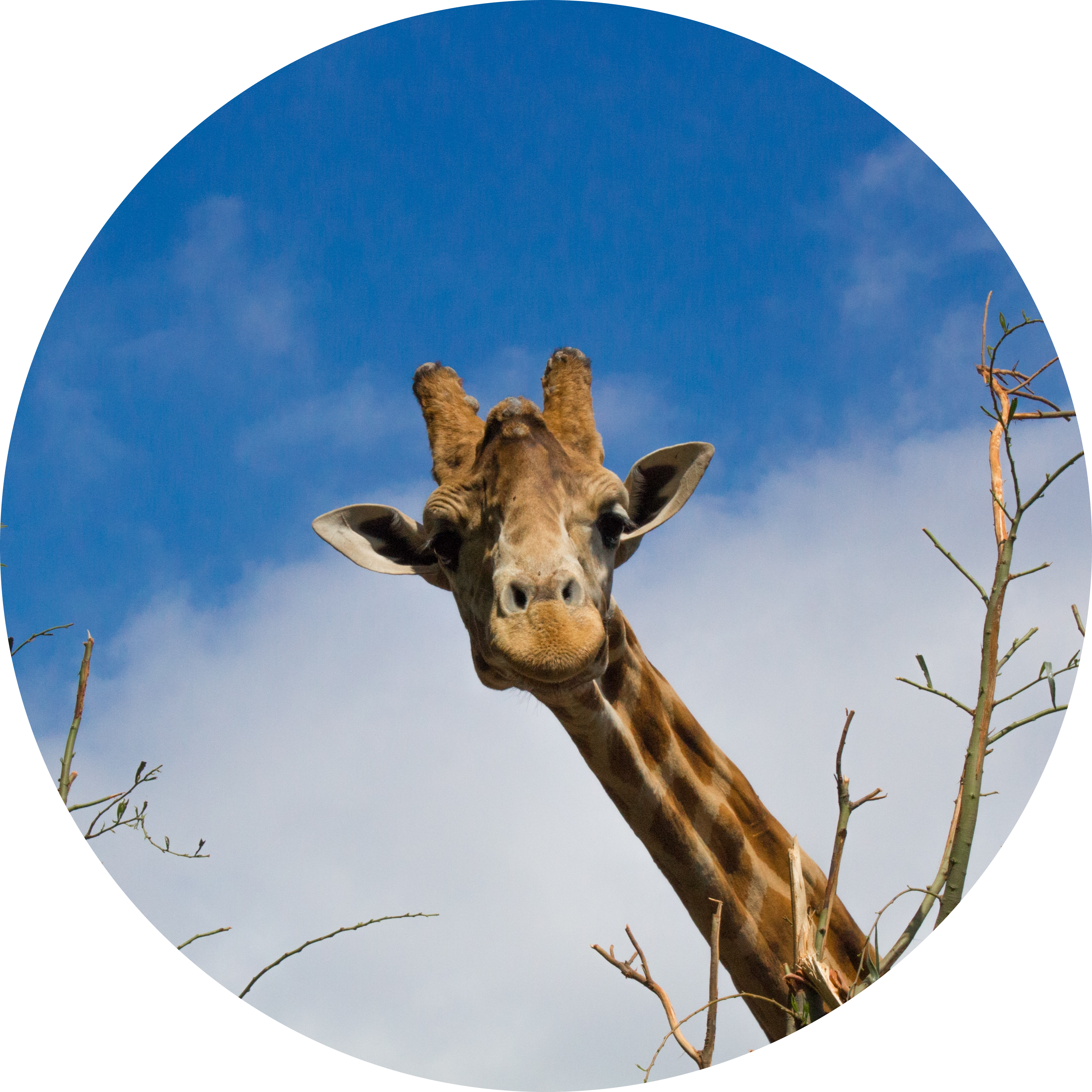 Go to the profile of yaomeng