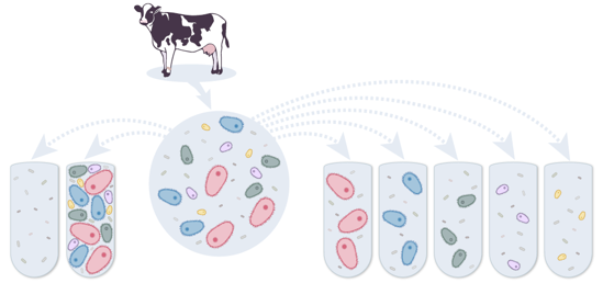Ciliate protozoa affect rumen microbiome composition and metabolism and act as ecosystem engineers 