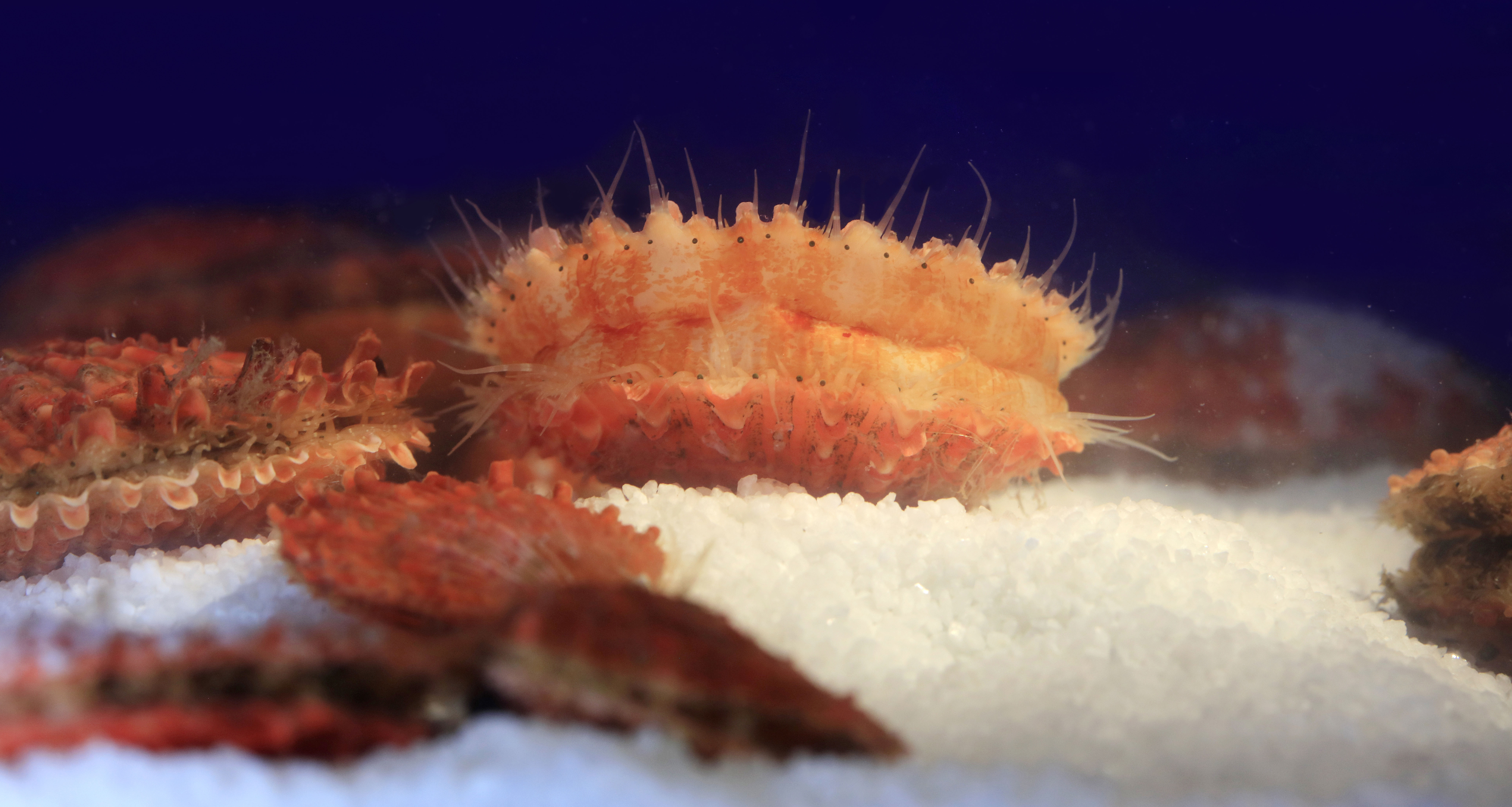 The ‘forever-young’ secret of scallop sex chromosomes: exceptions to the ‘general’ rules