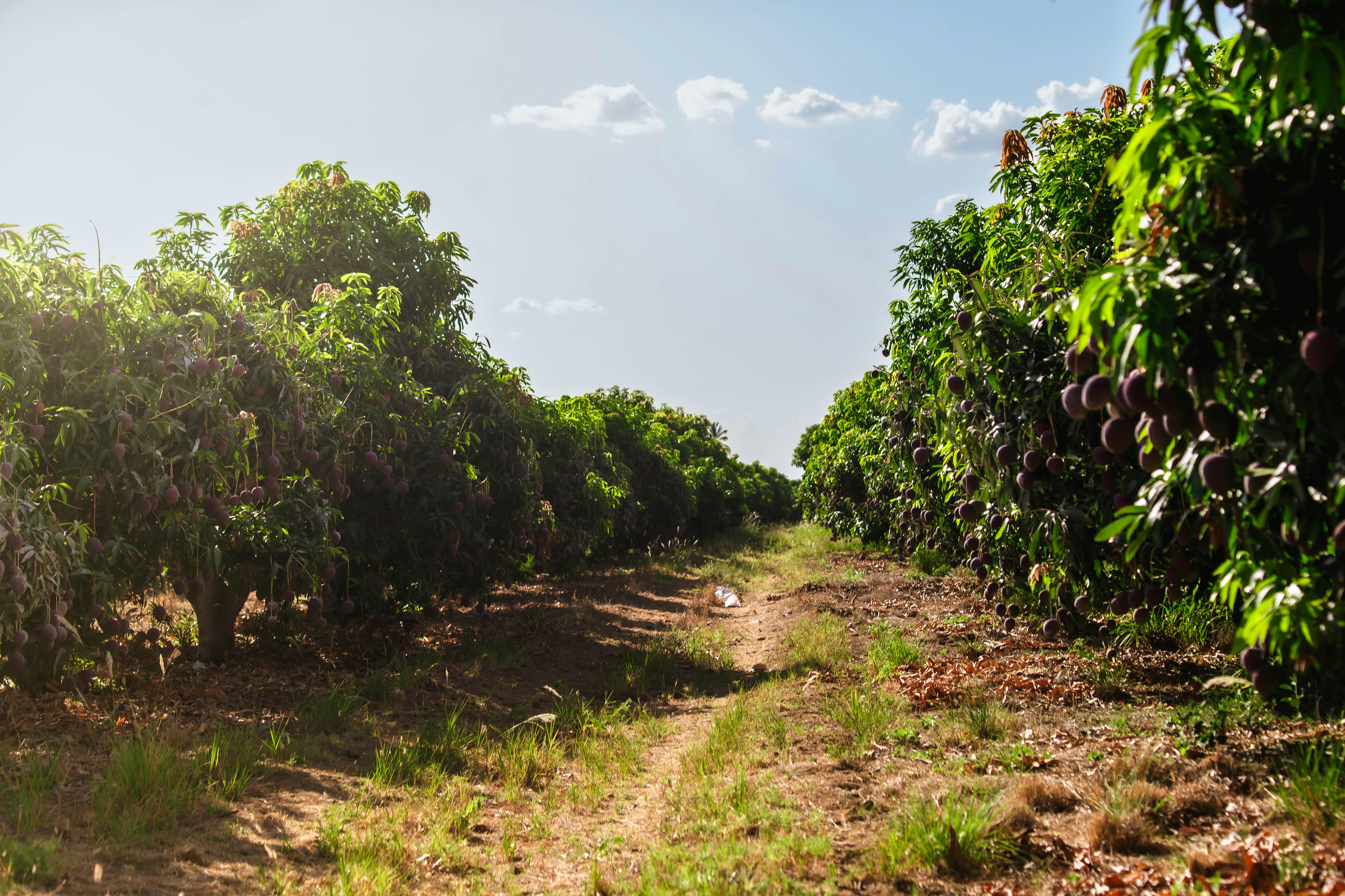 A Novel and Intuitive, Yet Human-Inspired Deep Learning Approach for Mango Disease Classification
