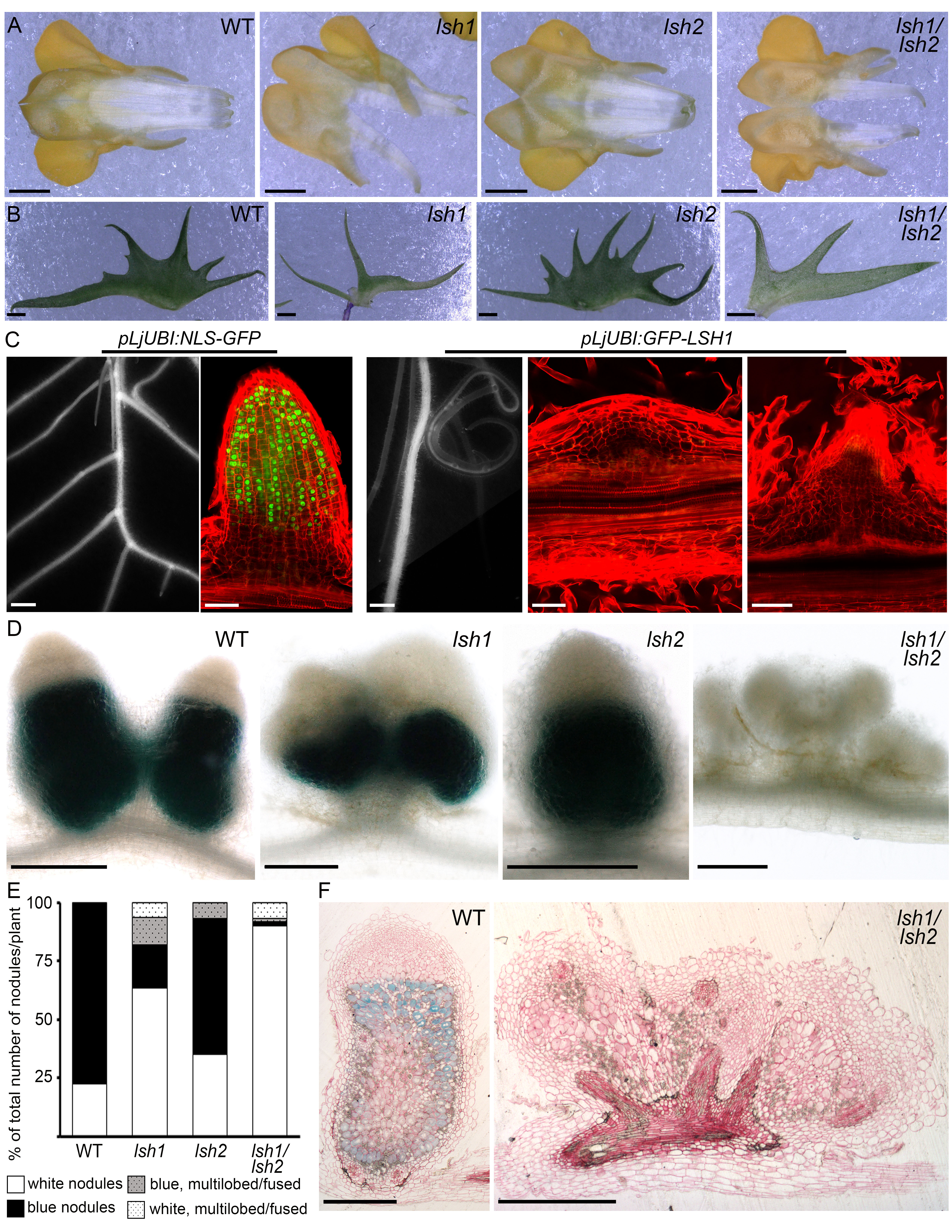 Unlocking the secrets of nitrogen fixation in legume plants