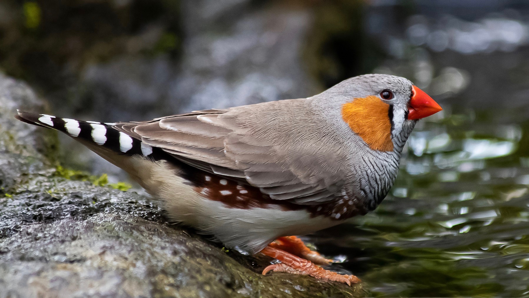 Birdsong applied to how humans learn language