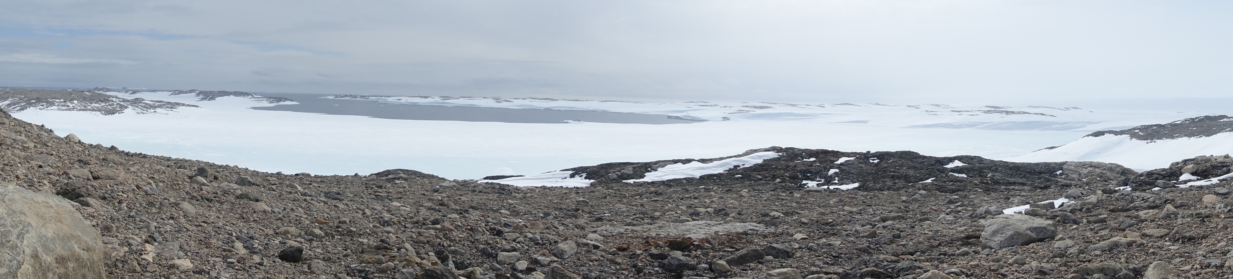 Ca. Eremiobacterota; an enigmatic, versatile bacterial phylum that dominates Antarctic soils.