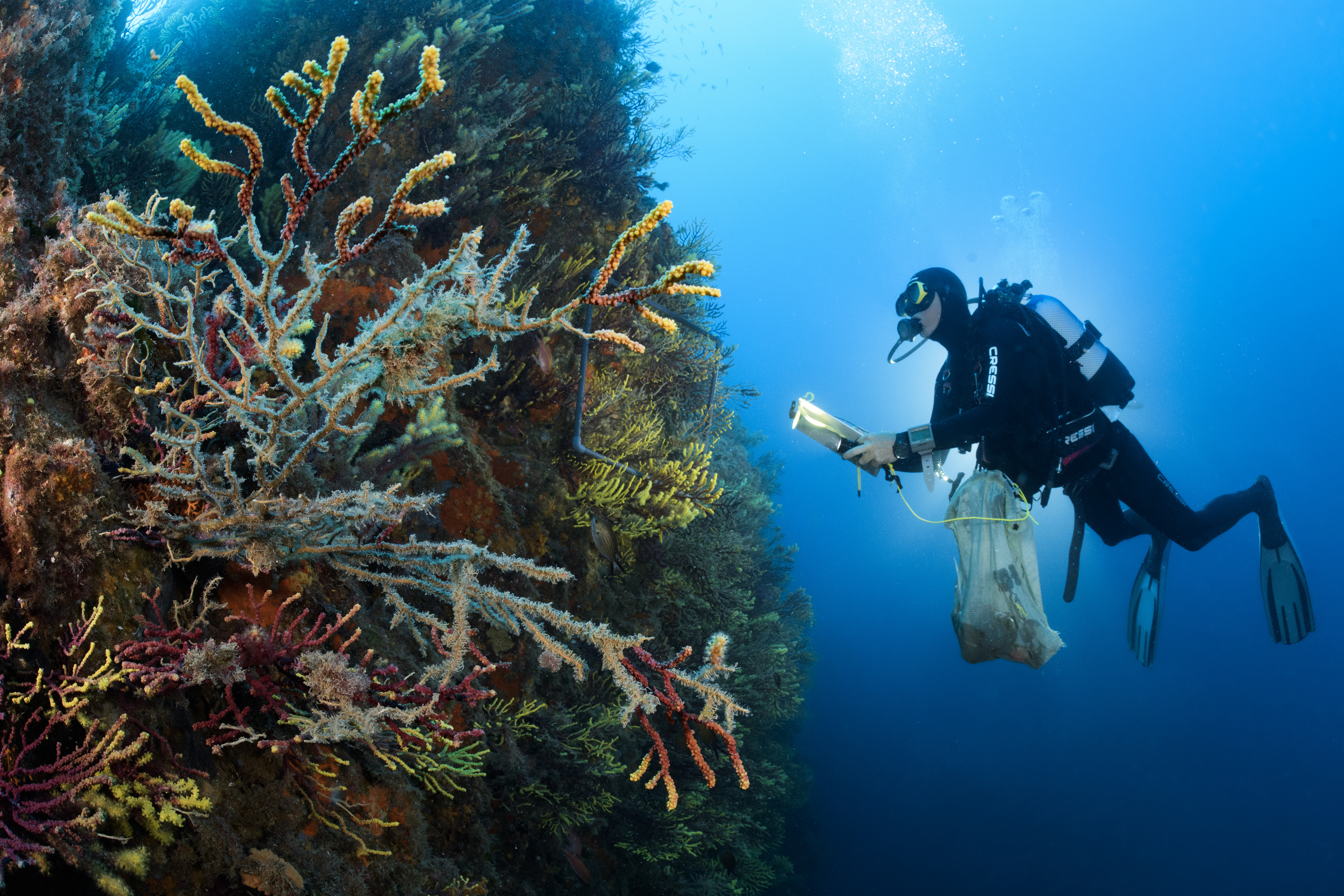 Vulnerability of benthic trait diversity across the Mediterranean Sea following Mass Mortality Events