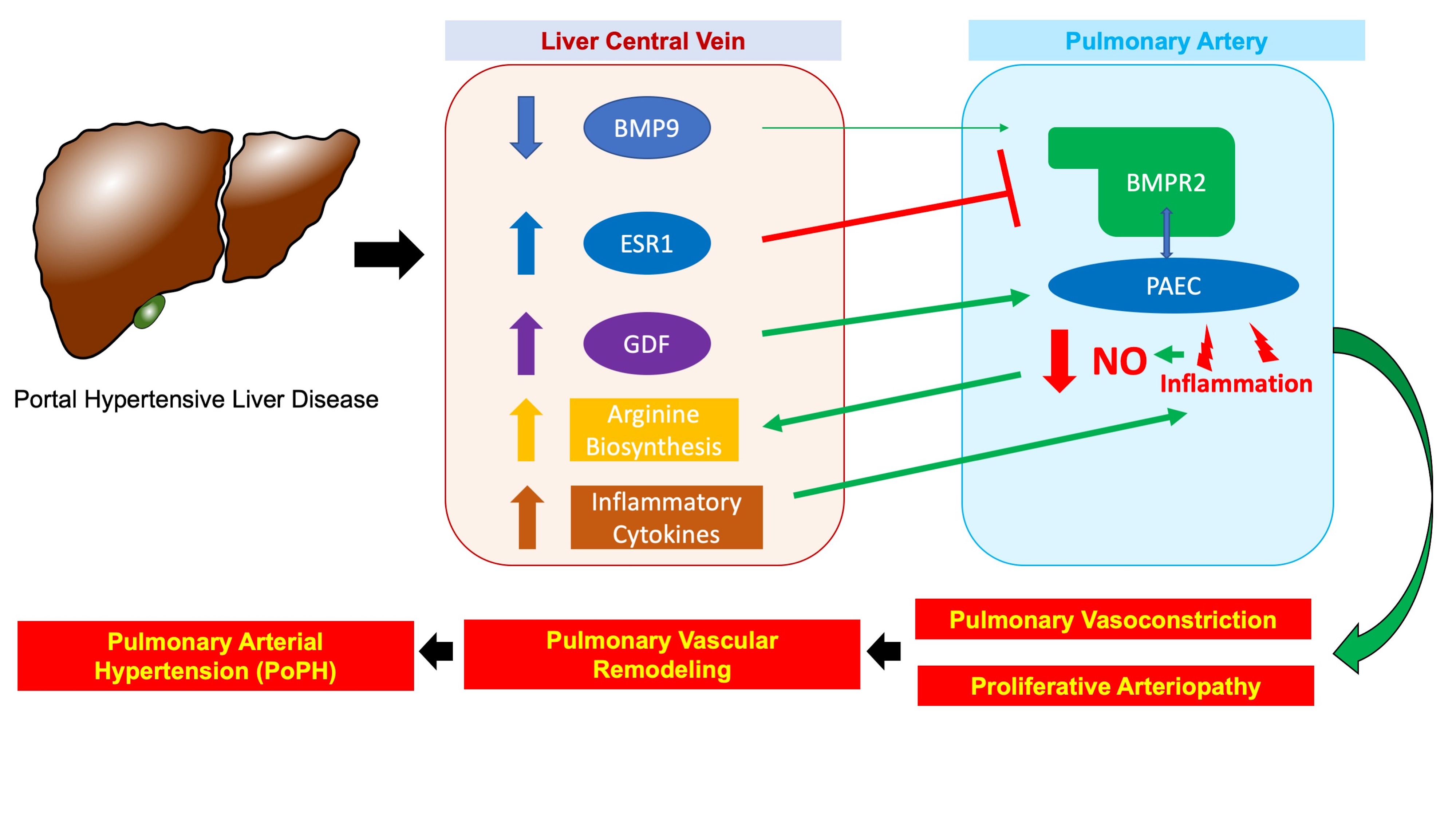 The liver-lung axis in pulmonary vascular disease due to liver disease