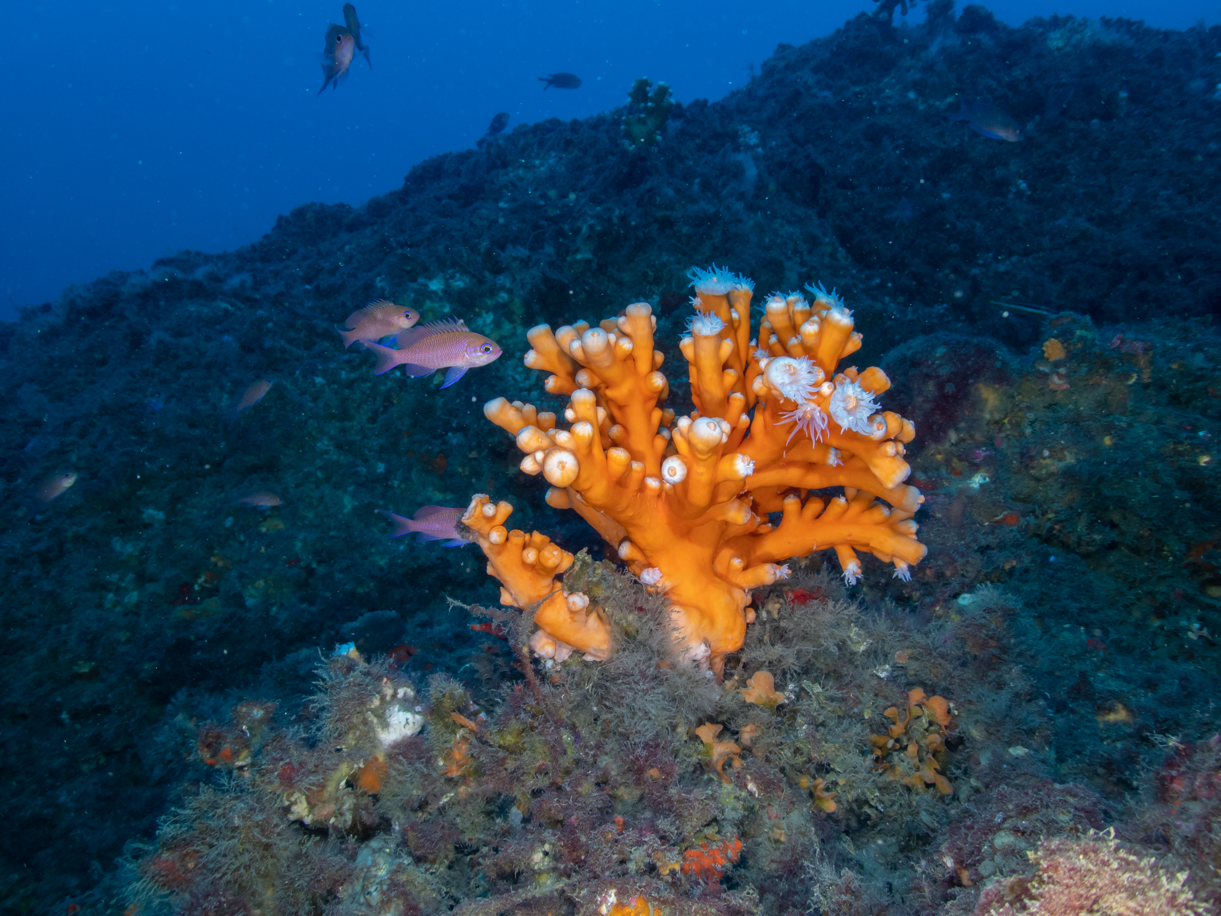 Exploring the depths: a dive into the evolution of scleractinian corals
