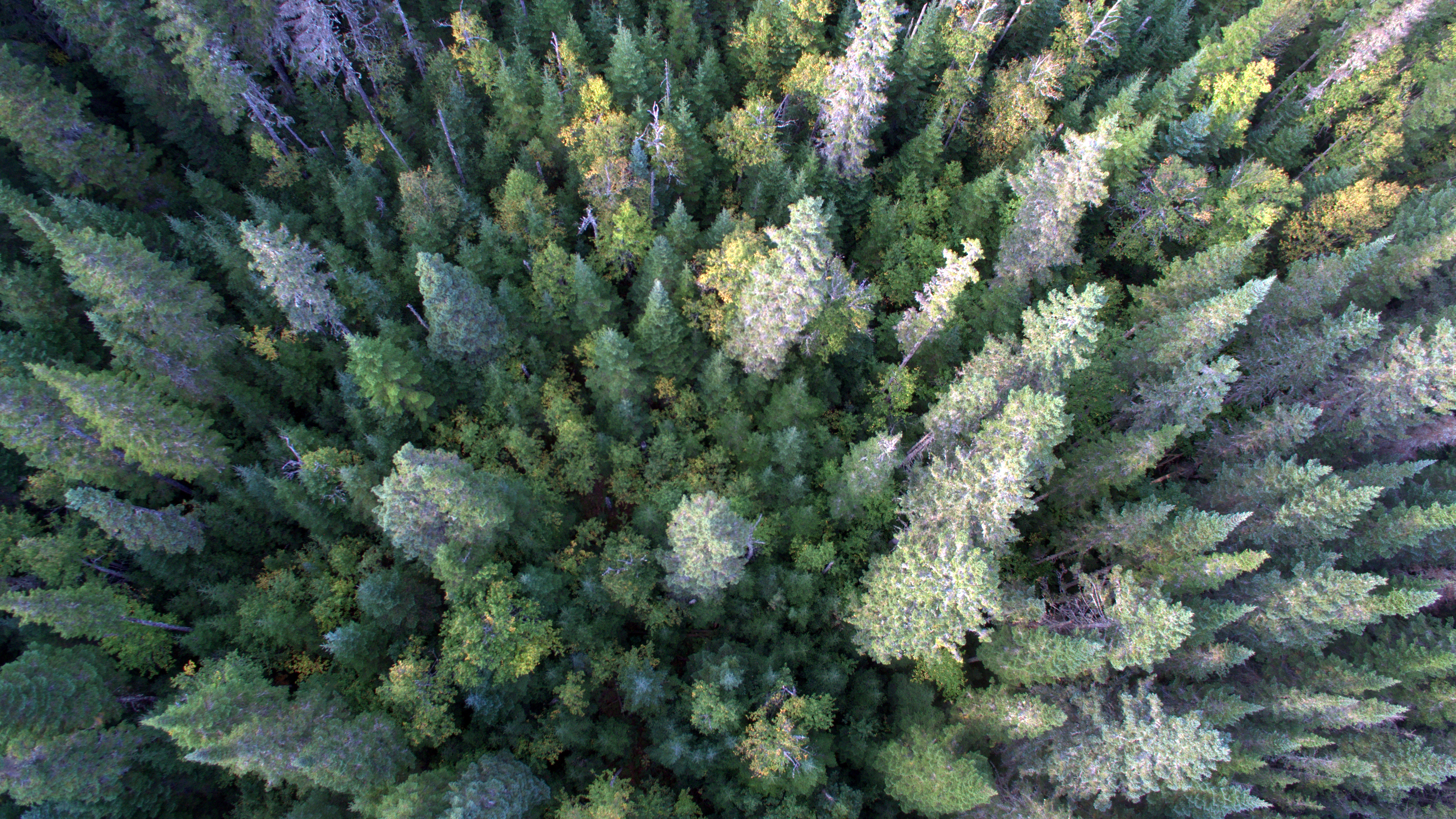 Forests at the tipping point