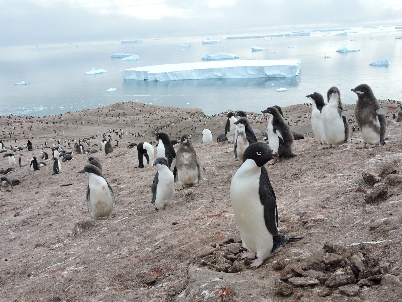 Islands in the ice: Models, math, penguins & a circumnavigation