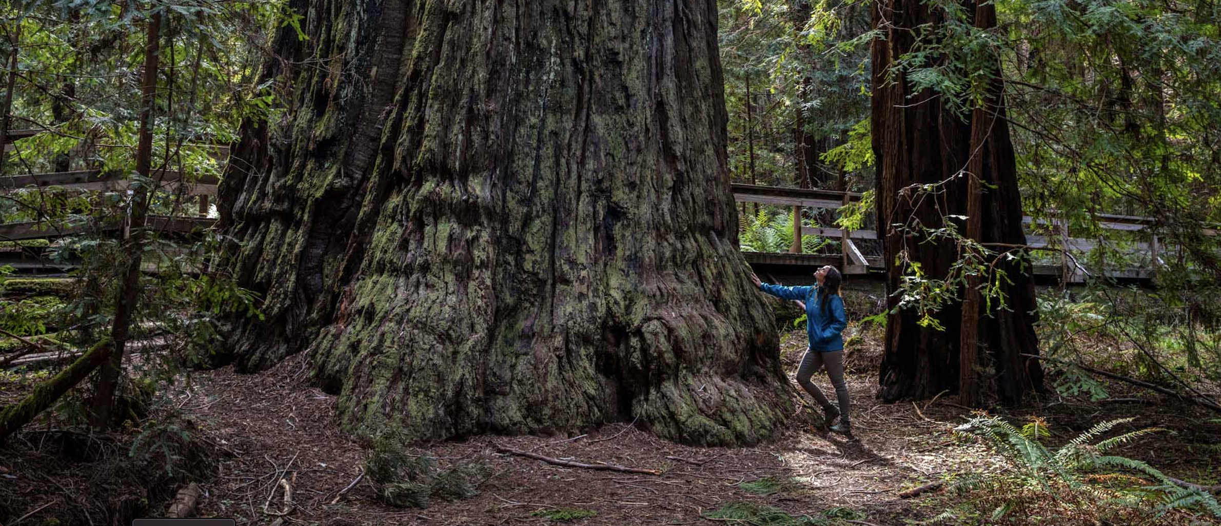 Podcast: Caring about forest trees