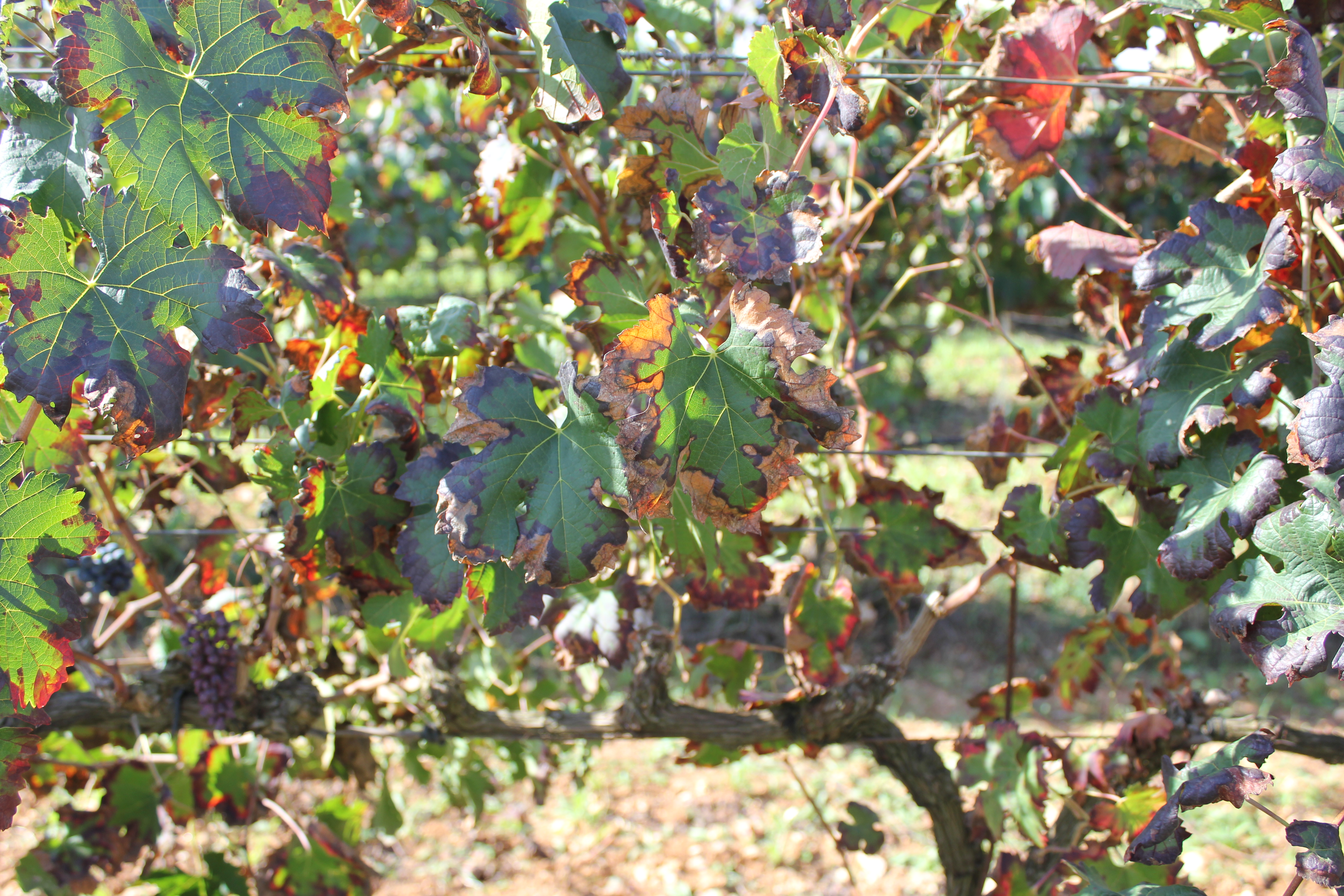 Global predictions for the risk of establishment of Pierce’s disease of grapevines
