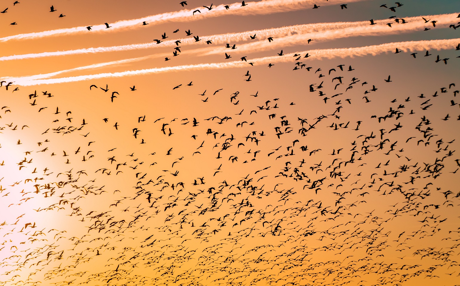 Stronger data policies, more data sharing: policy change at  Behavioural Ecology and Sociobiology 