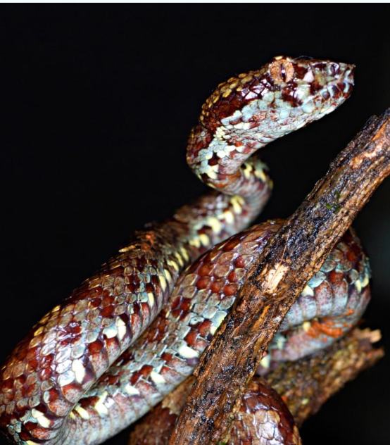 🐍 A Webinar - Demystifying Snakes & Mitigating Human-Snake Conflicts