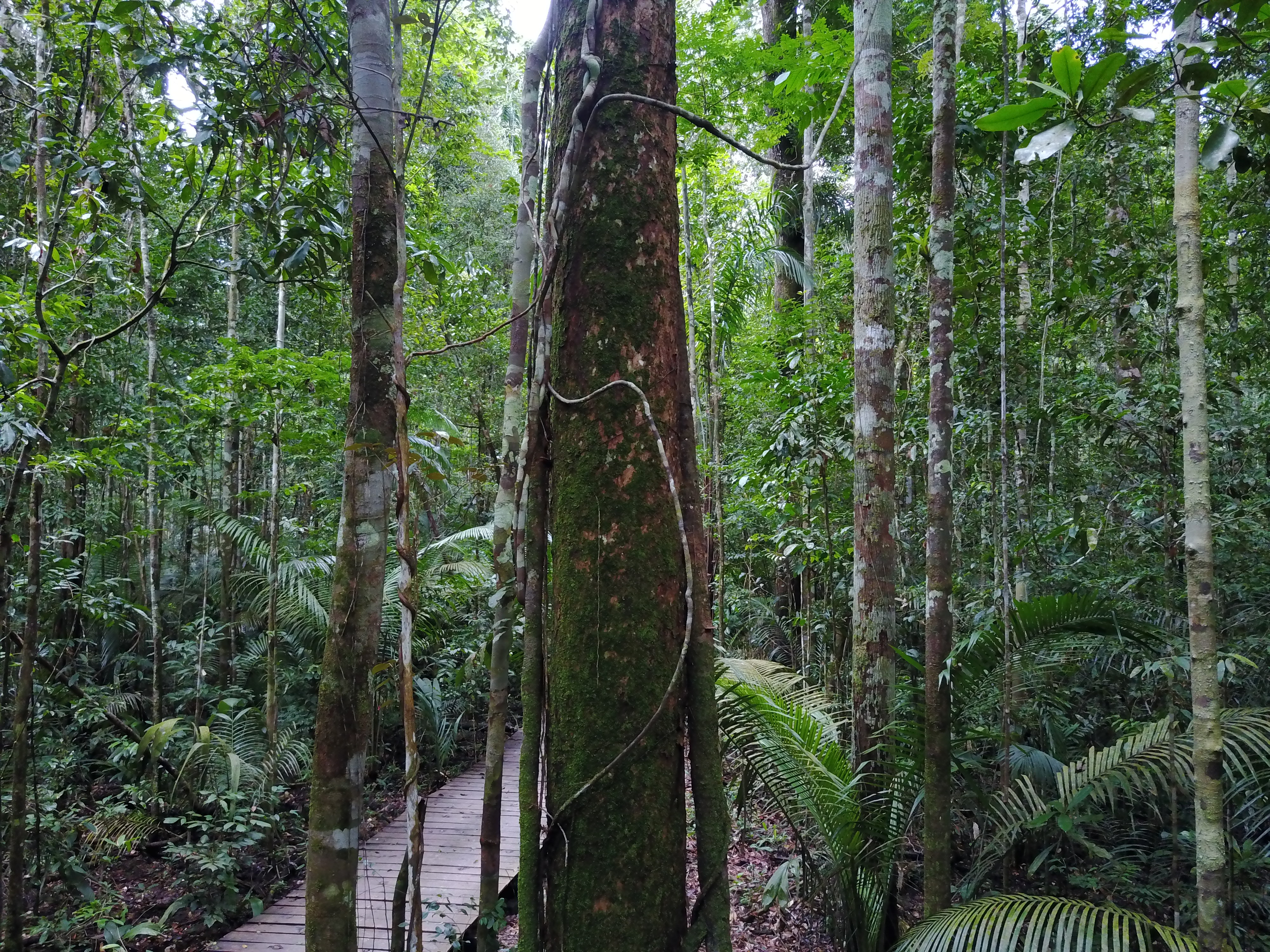 Overlooked atmospheric impact of mosses and lichens
