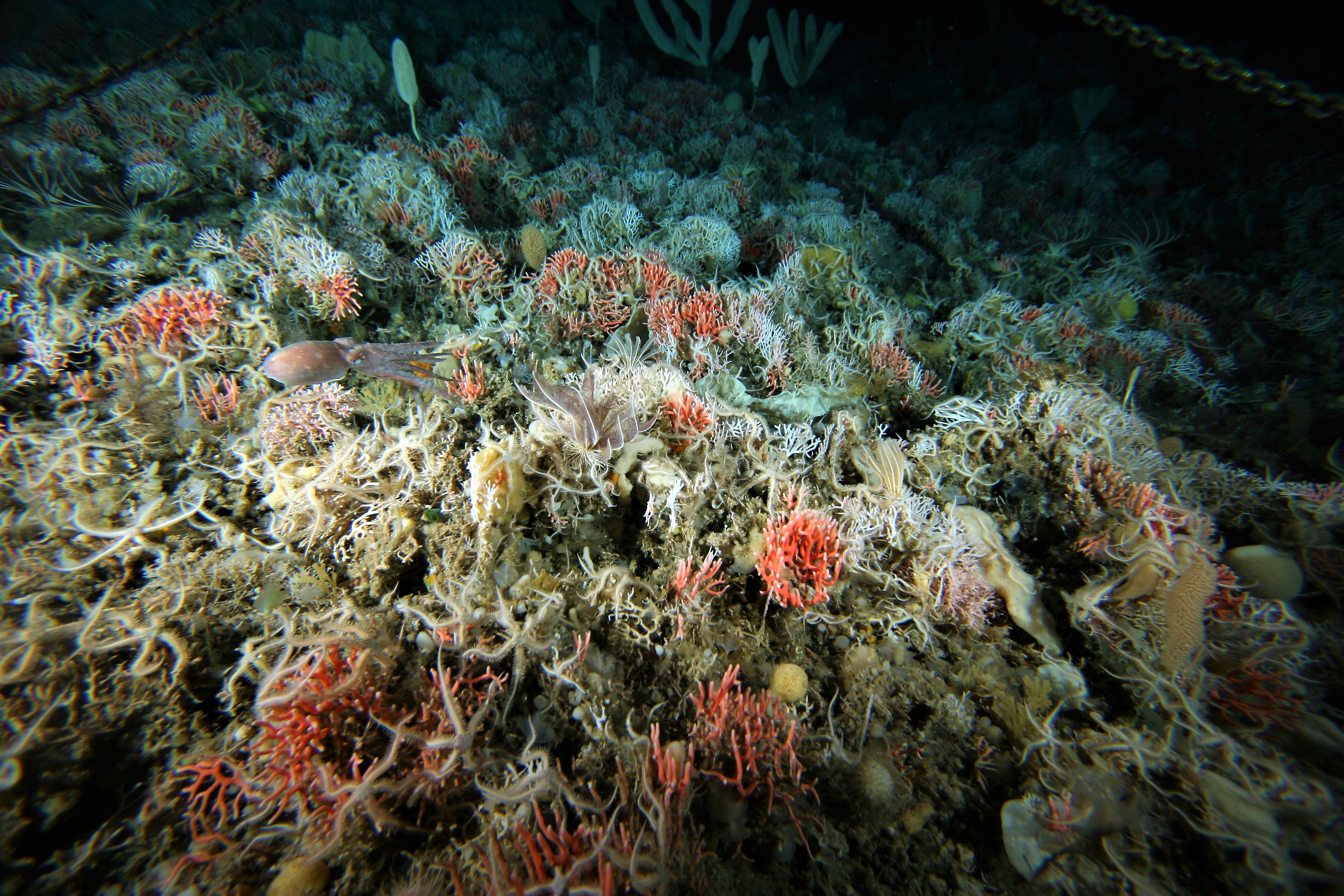 Satellites and ocean-models help predicting Antarctic seafloor-biodiversity at hundreds of meters water depth