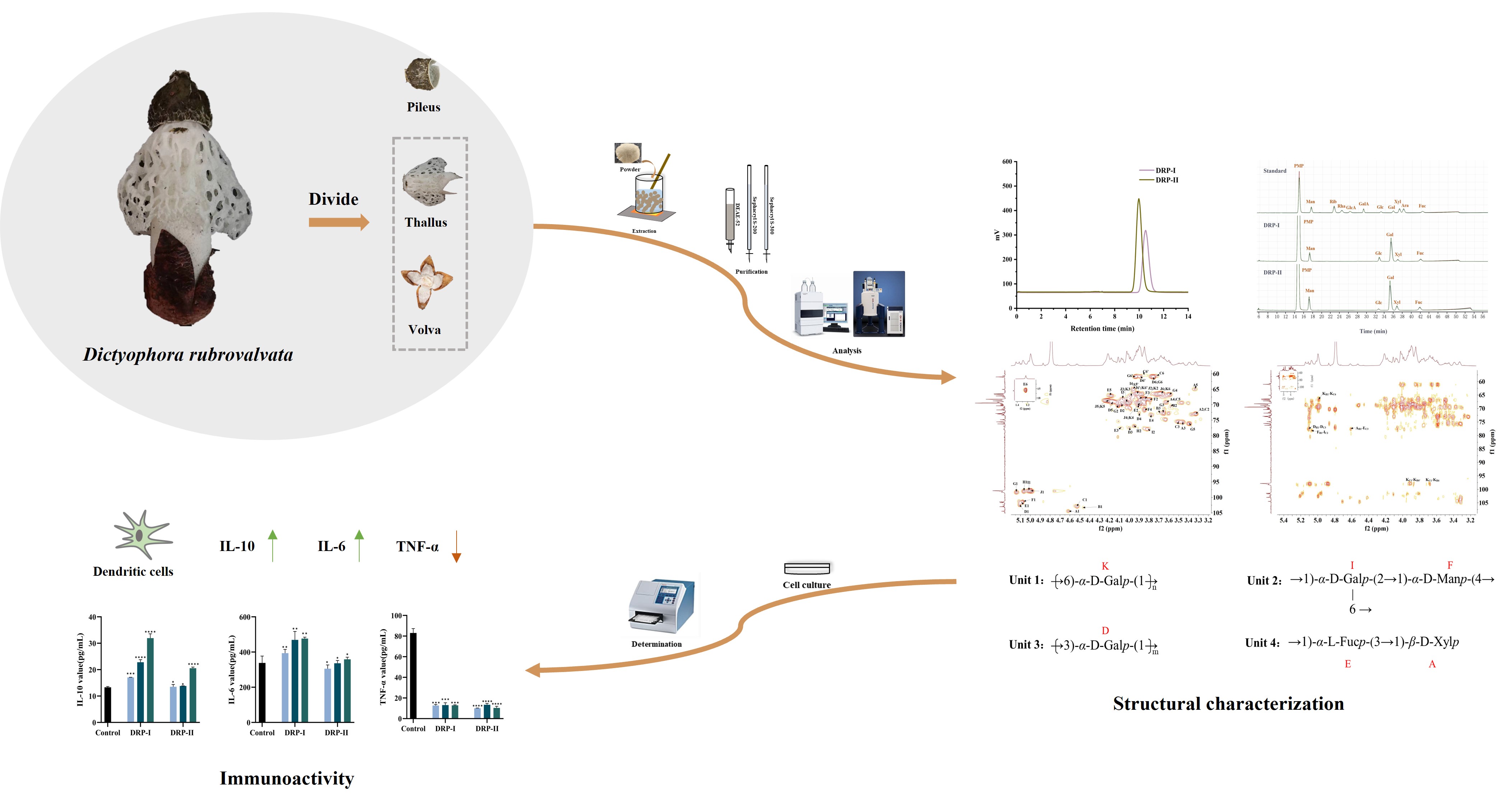 Progress of the study of Dictyophora rubrovalvata polysaccharides