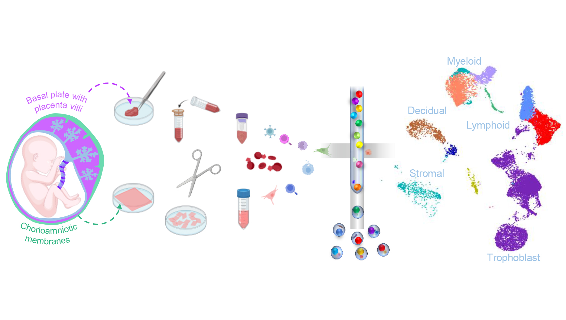 Single-cell dissociation of the placenta