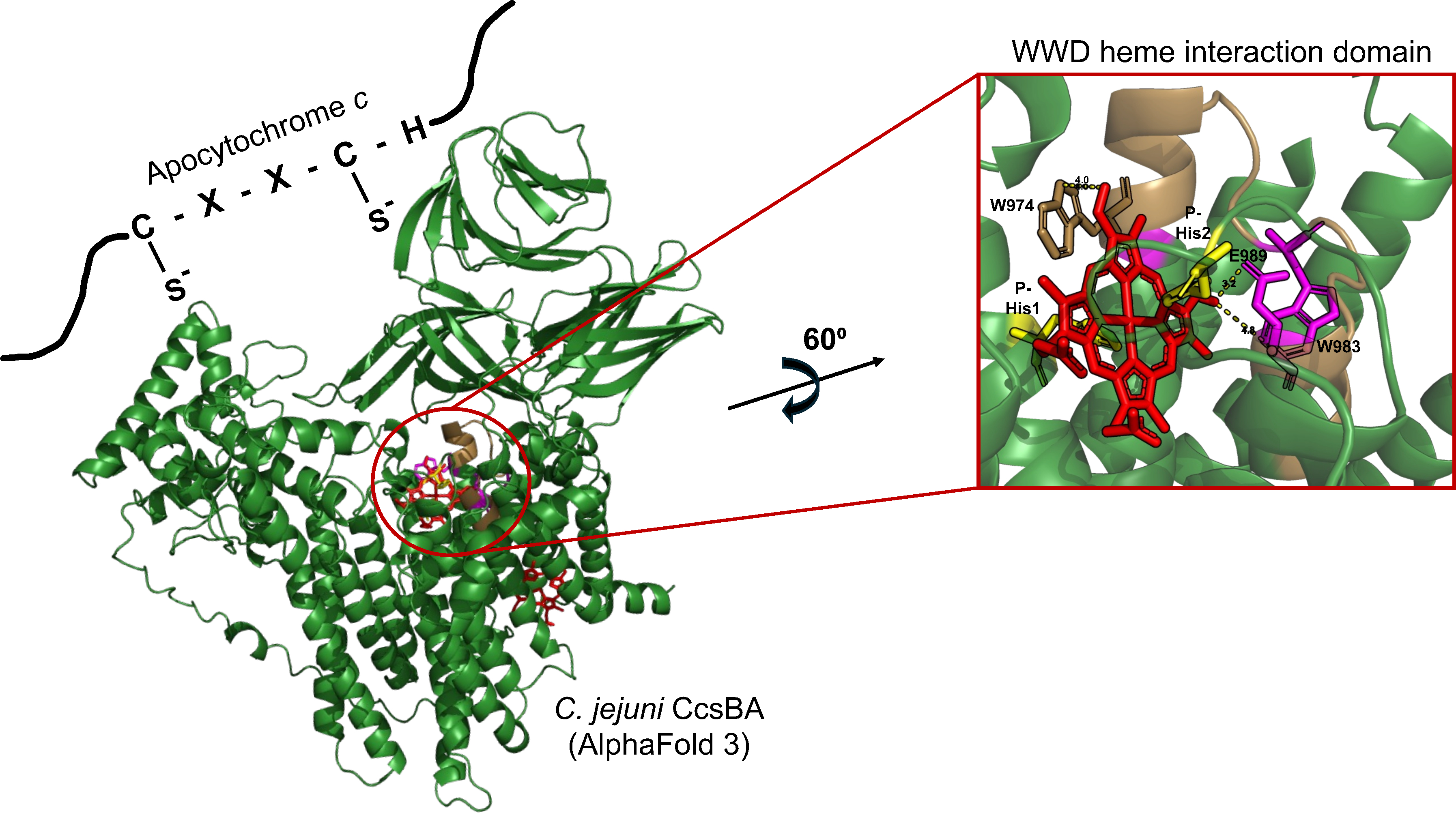 Helicobacter pylori and Campylobacter jejuni bacterial holocytochrome c synthase structure-function analysis reveals conservation of heme binding
