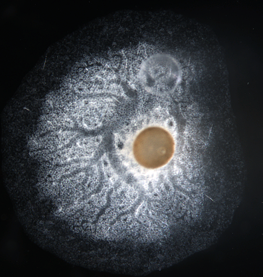 Chromosomal-level genome provides an encyclopedia of animal evolution and adaptation to freshwater 
