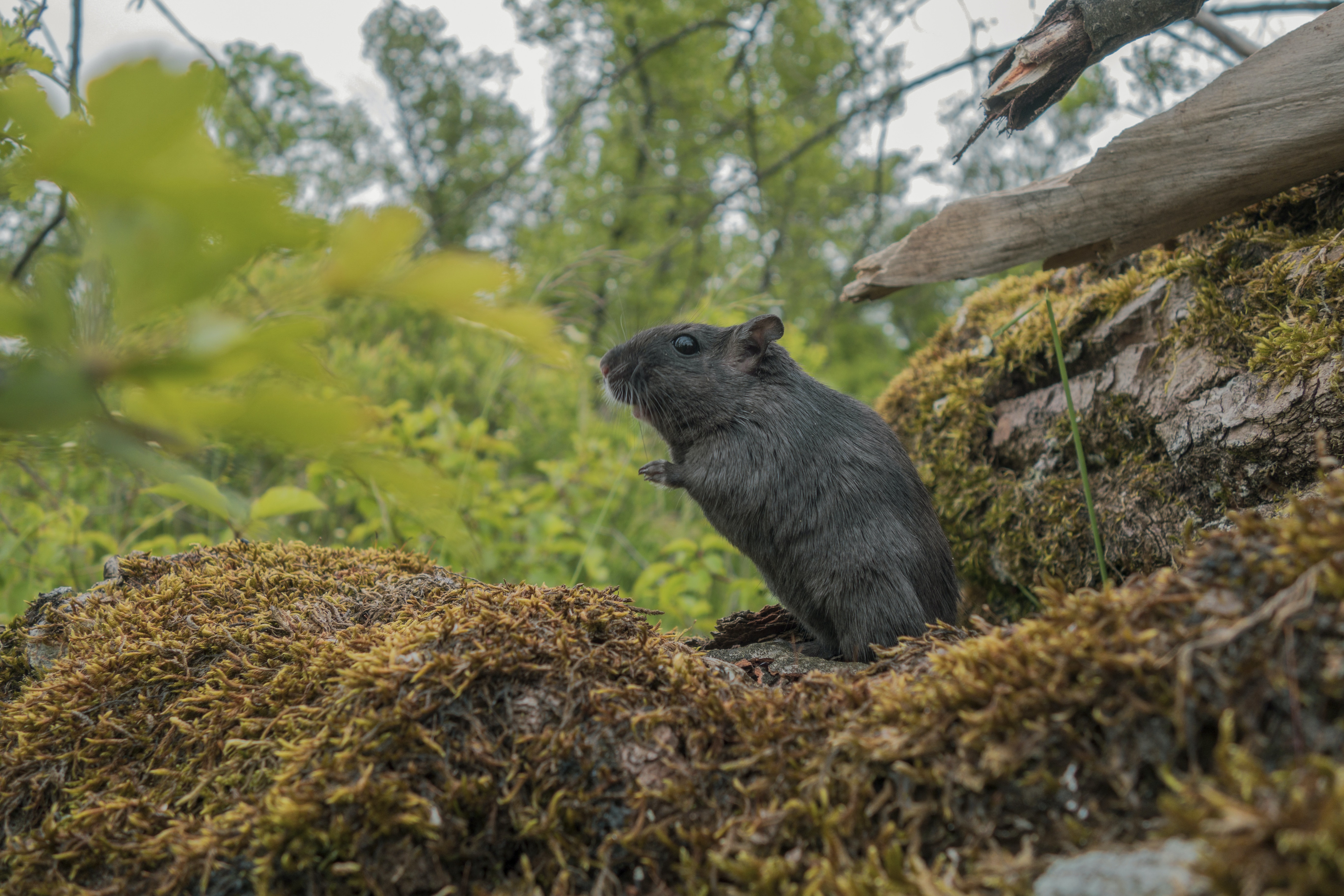 PhD: Understanding Rodent Virus Transmission in Heterogeneous Landscapes