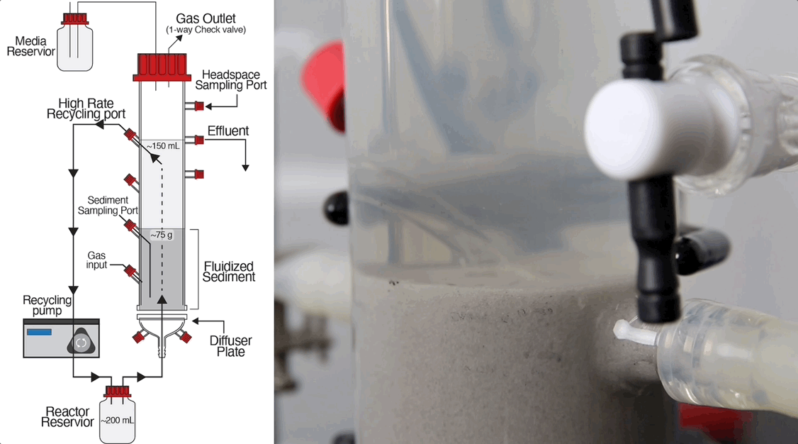 What Lies Beneath: How Microbes Evolve, Form New Ecotypes, and Increase Productivity