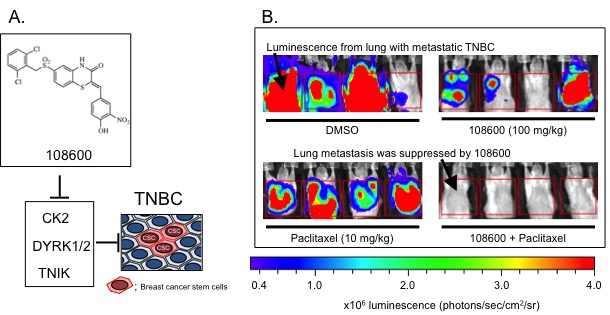 Novel inhibitor of breast cancer stem cells overcomes chemotherapy resistant triple negative breast cancer