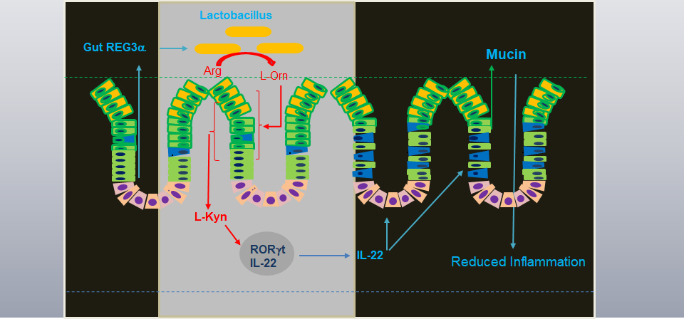 Lactobacillus maintains healthy gut  mucosa by producing L-Ornithine