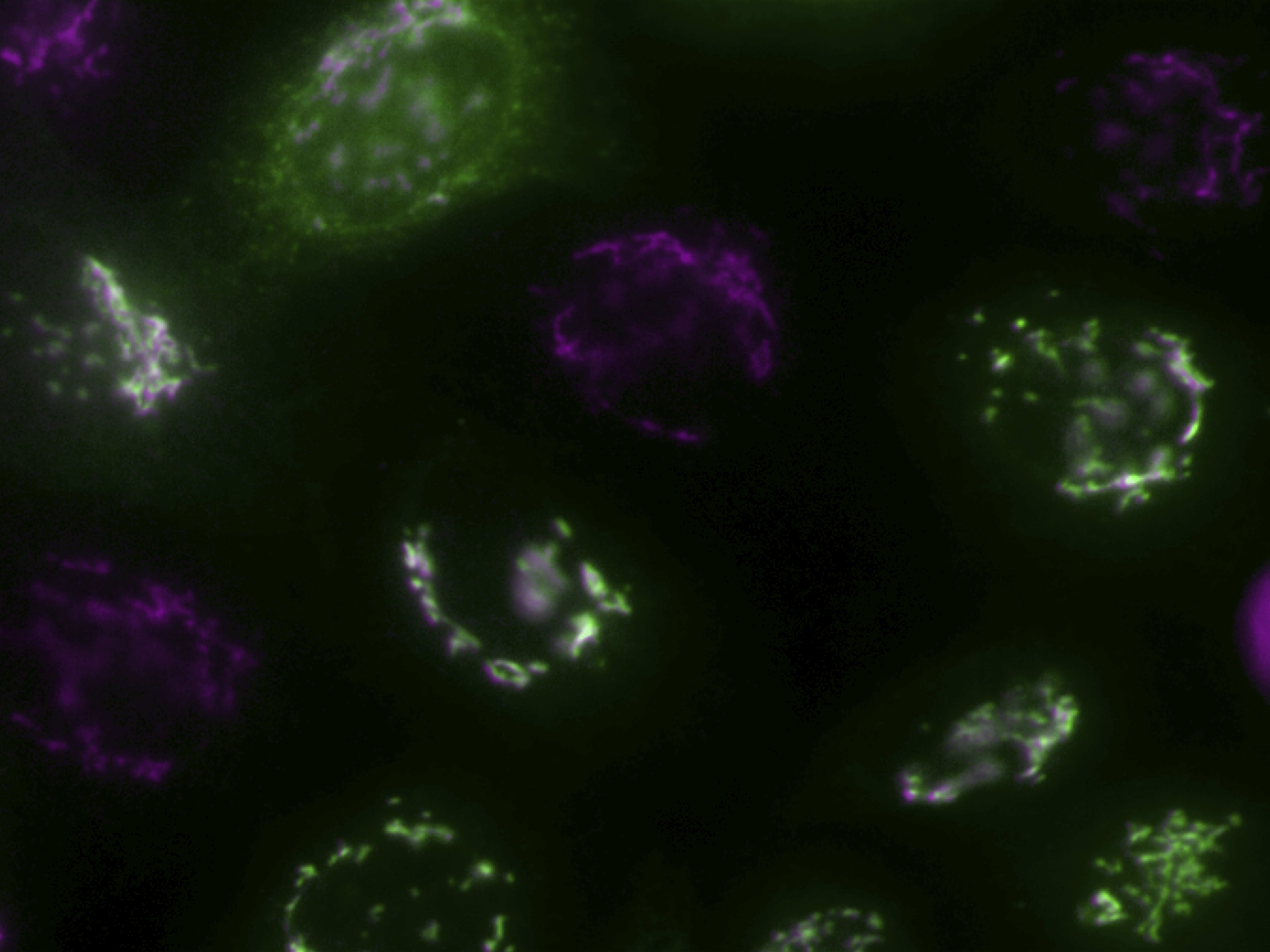 Women in Science profiles: Noemi Jiménez-Rojo