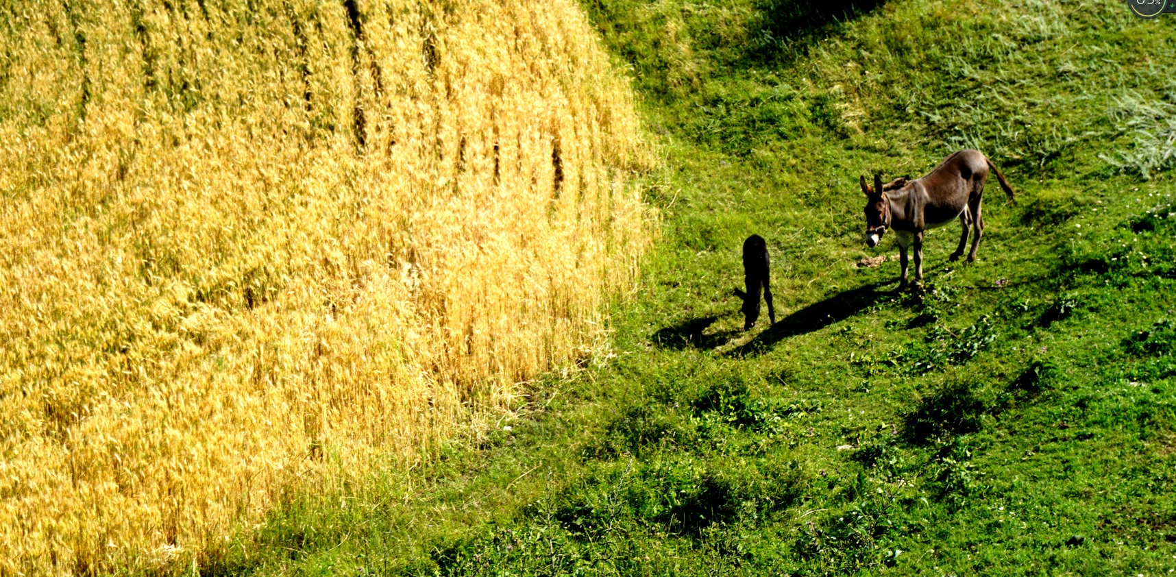 Attributing trends in the environmental intensity of crop production