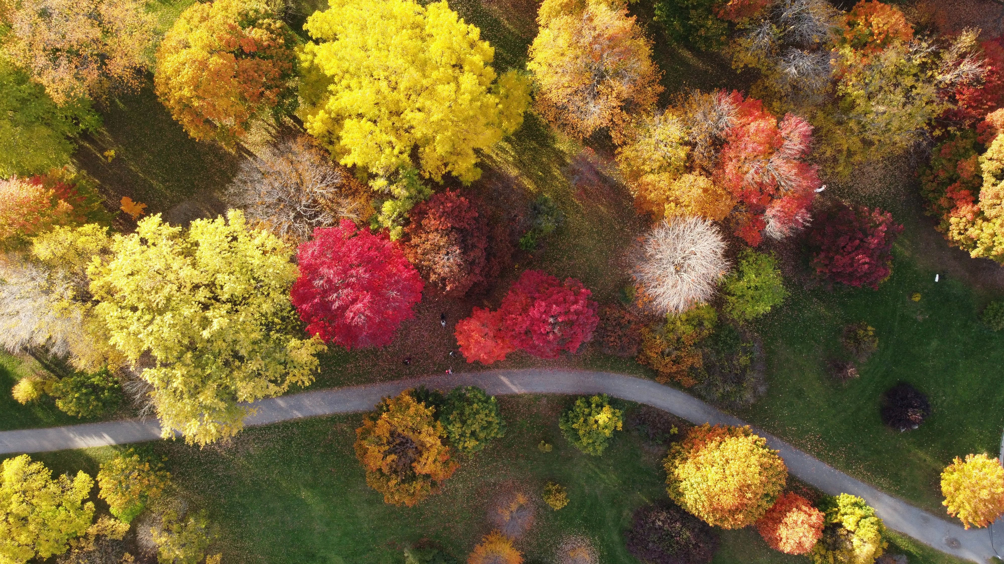 Climate change increases global risk to urban forests