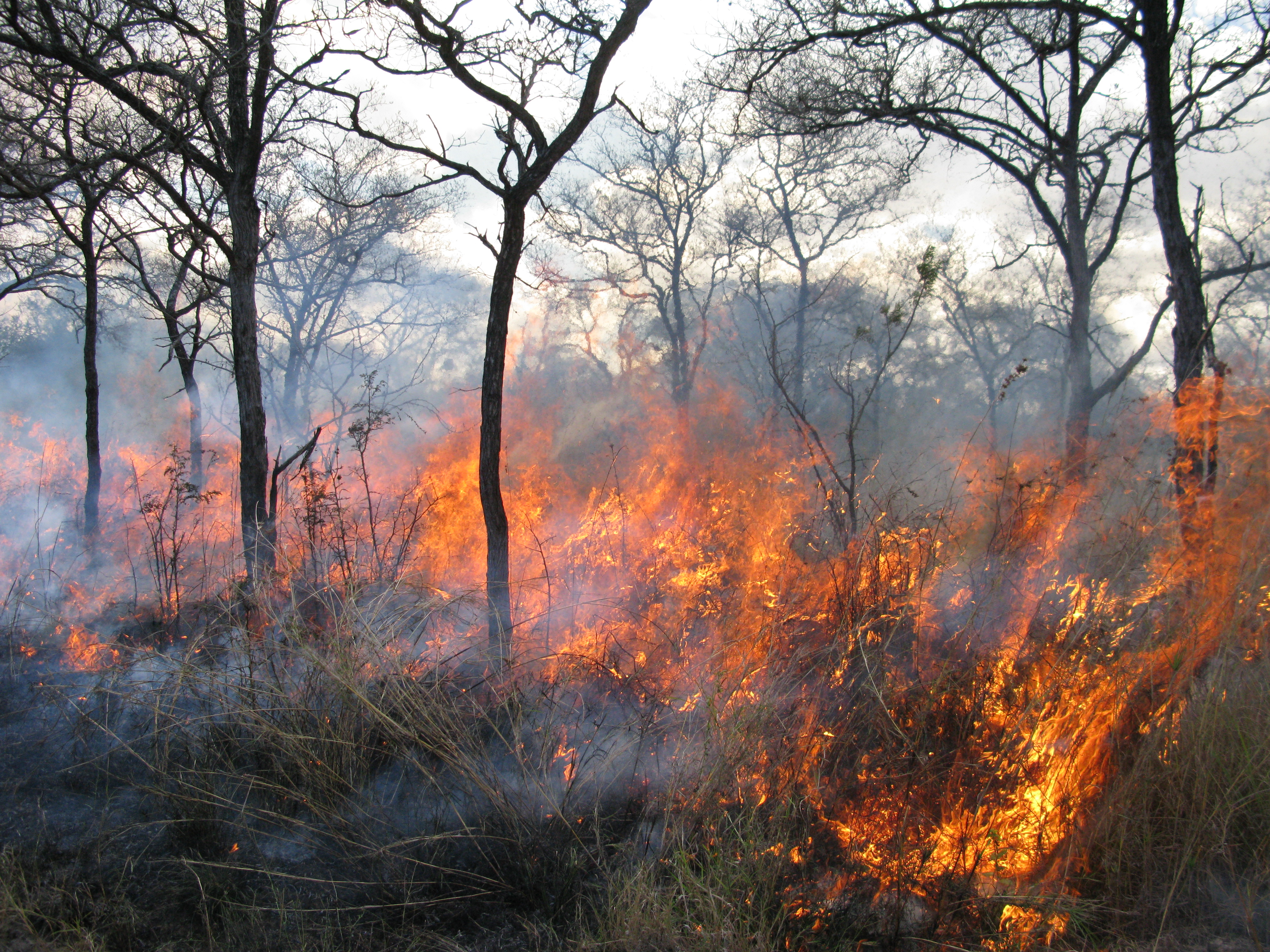 Frequent burning alters soil carbon and nutrients