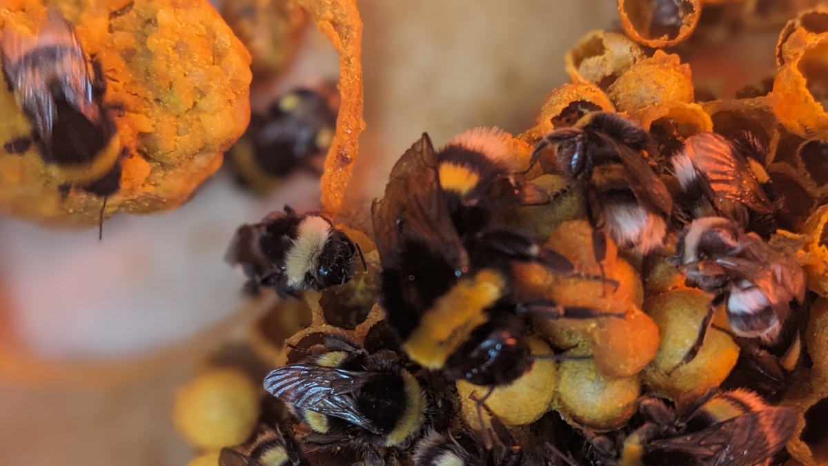 Behind the Paper: When Bees Learn What Matters - How Social Context Shapes Odor Learning in Bumblebees