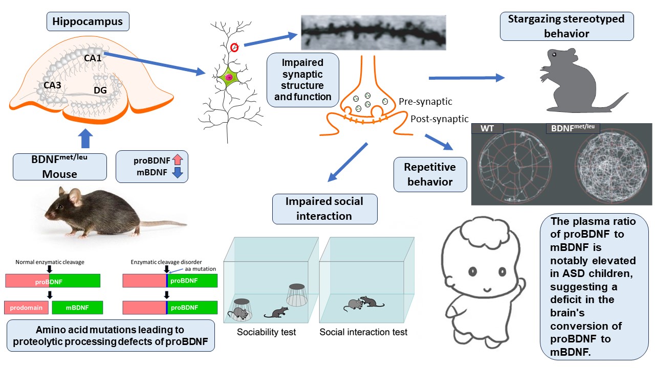 Inhibiting proBDNF to mature BDNF conversion leads to autism-like phenotypes in vivo