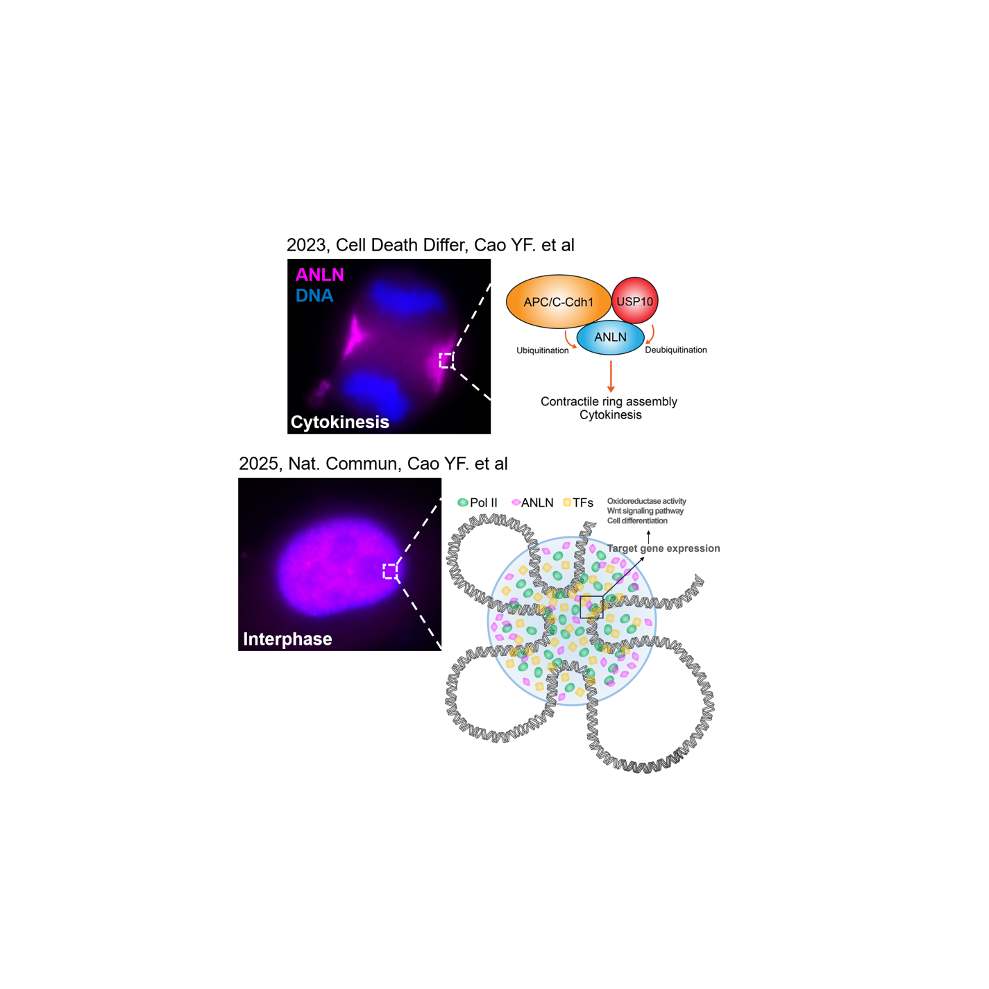 Nuclear ANLN regulates transcription initiation related Pol II clustering and target gene expression