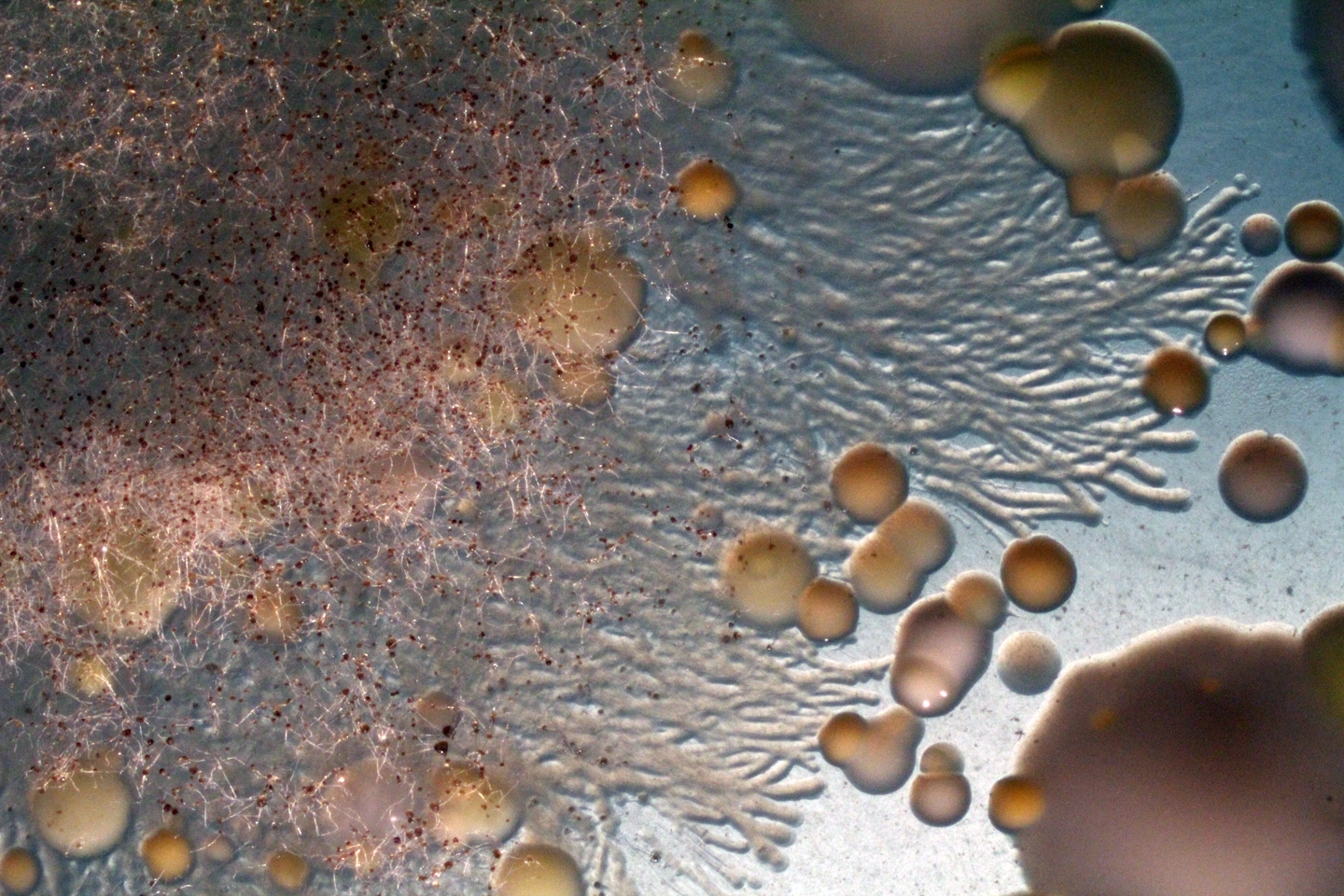 Bacteria use fungal highways to travel across cheese rinds