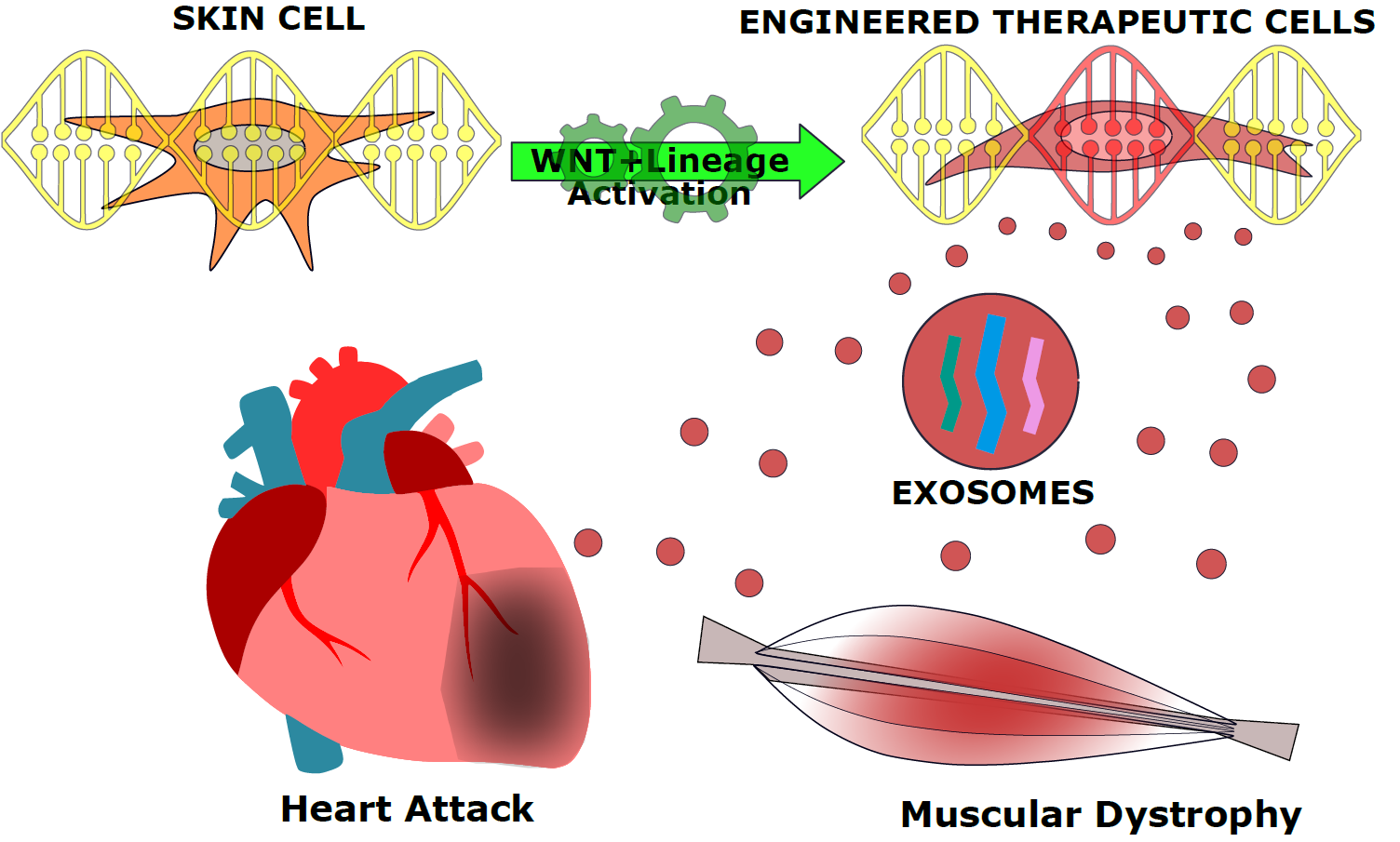 Therapeutic exosome engineering