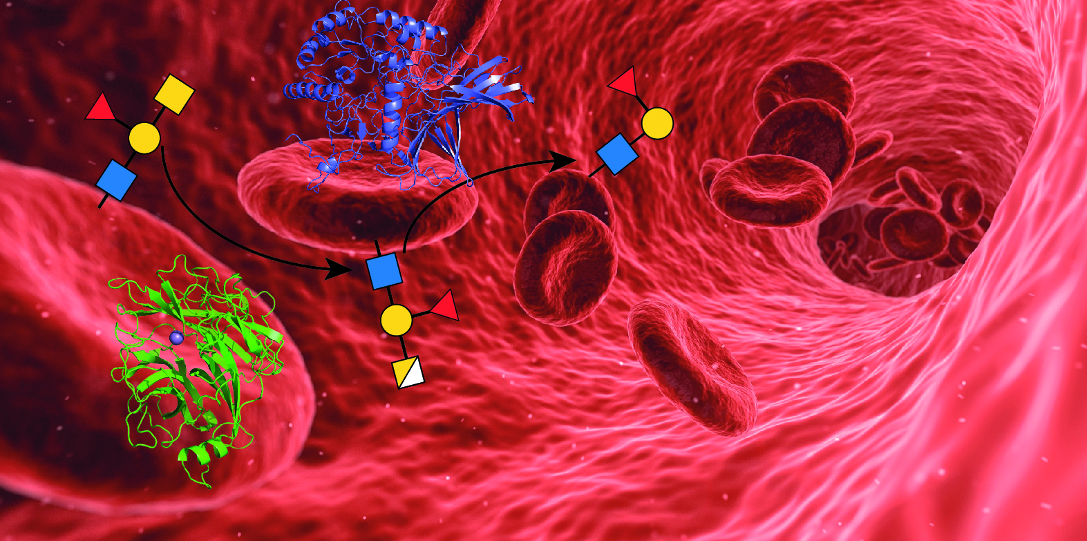 An enzymatic pathway in the human gut microbiome that converts A to universal O type blood