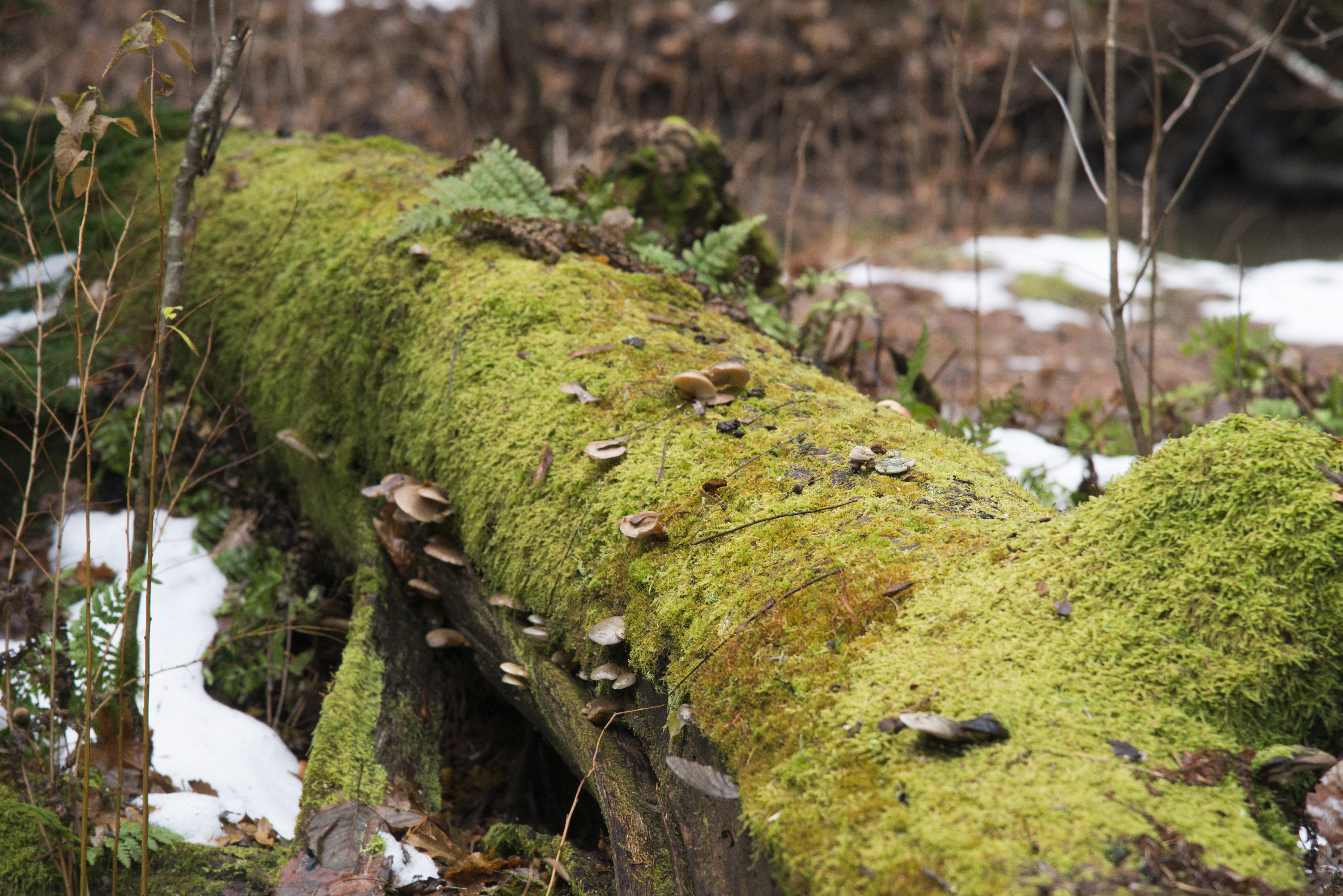 Red-listed boreal species are in trouble as forested PAs become more isolated
