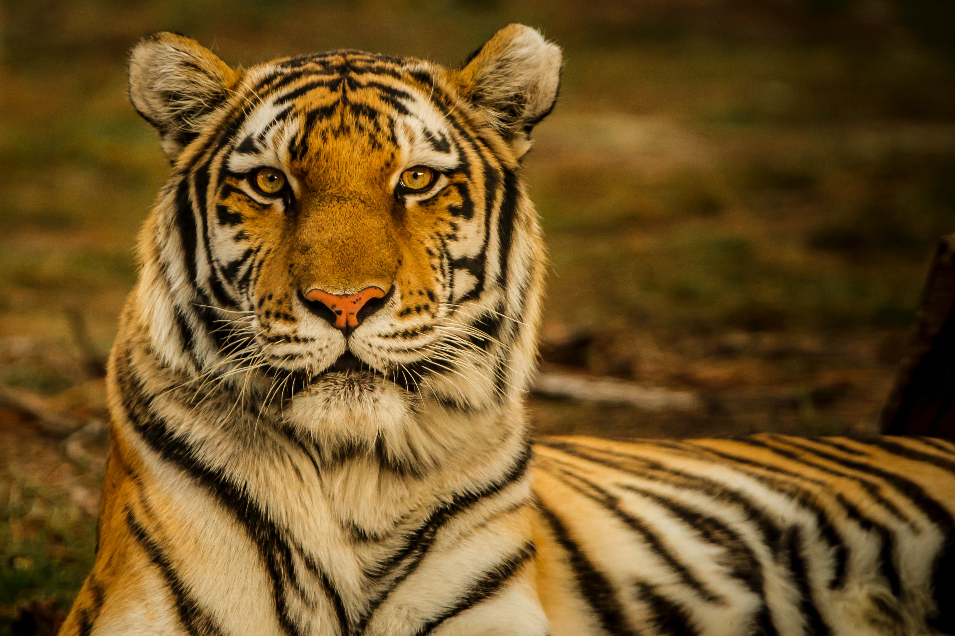 Podcast - Upskilling for Conservation - Adam Barlow