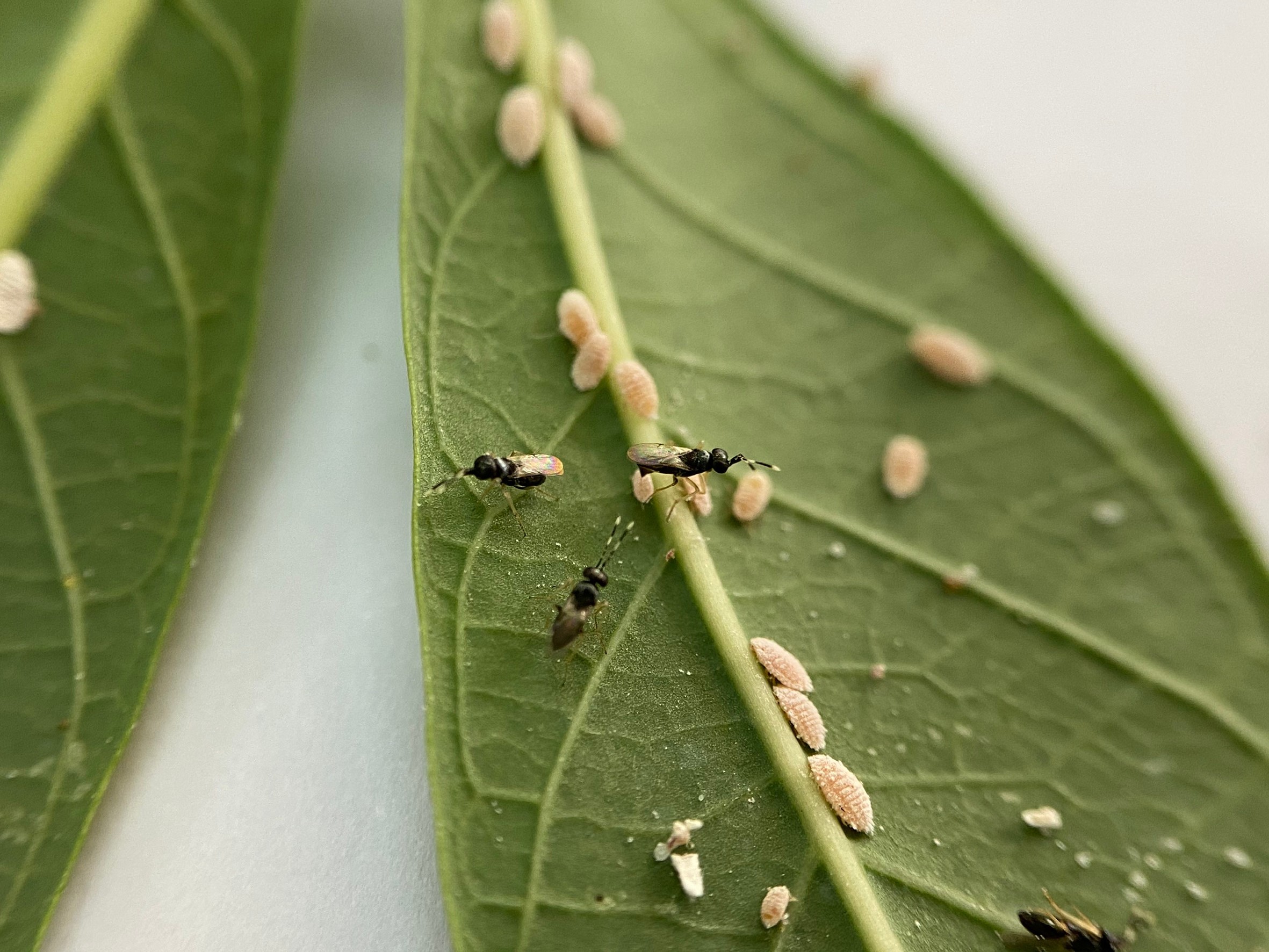 Invertebrate catalysts of a Greener Revolution
