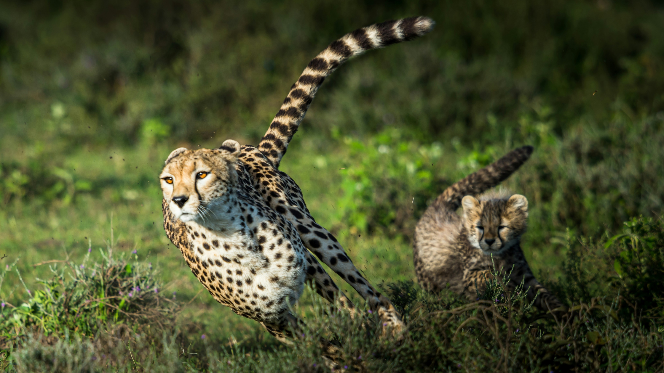 🎉 Start your Conservation Career in 2025 – 50% off ends soon!