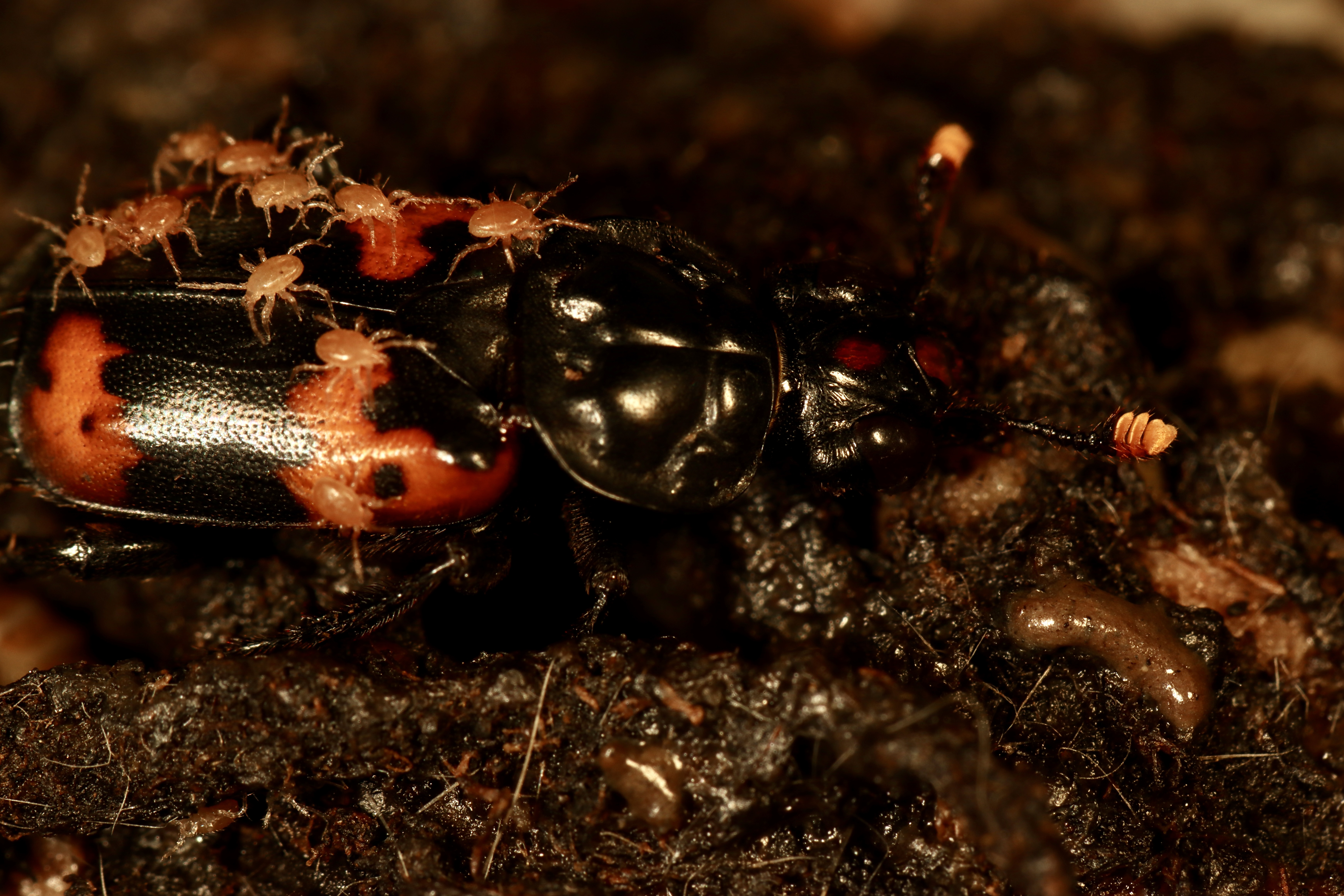 When a mite is your best friend — but only sometimes