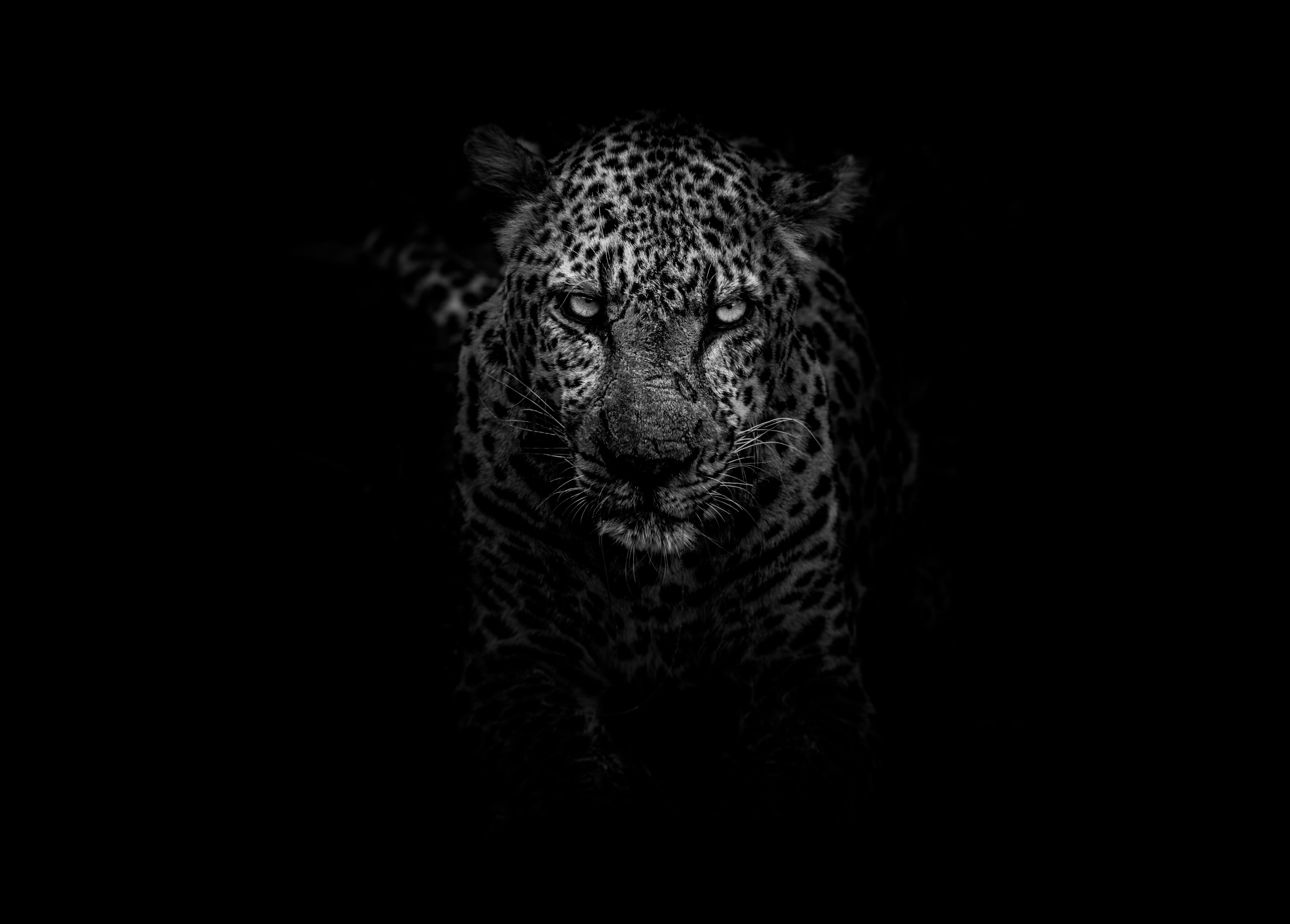 Any grants to support wildlife in the Tsavo Ecosystem?