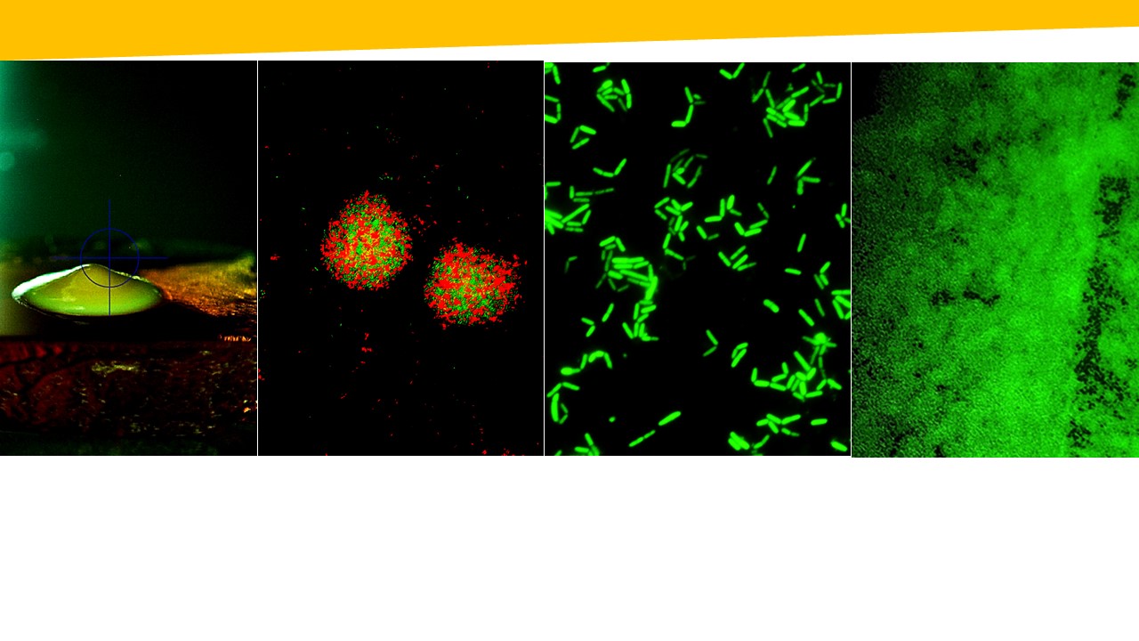 Probiotic mystery within 'volcanic' community of Lactobacillus cells