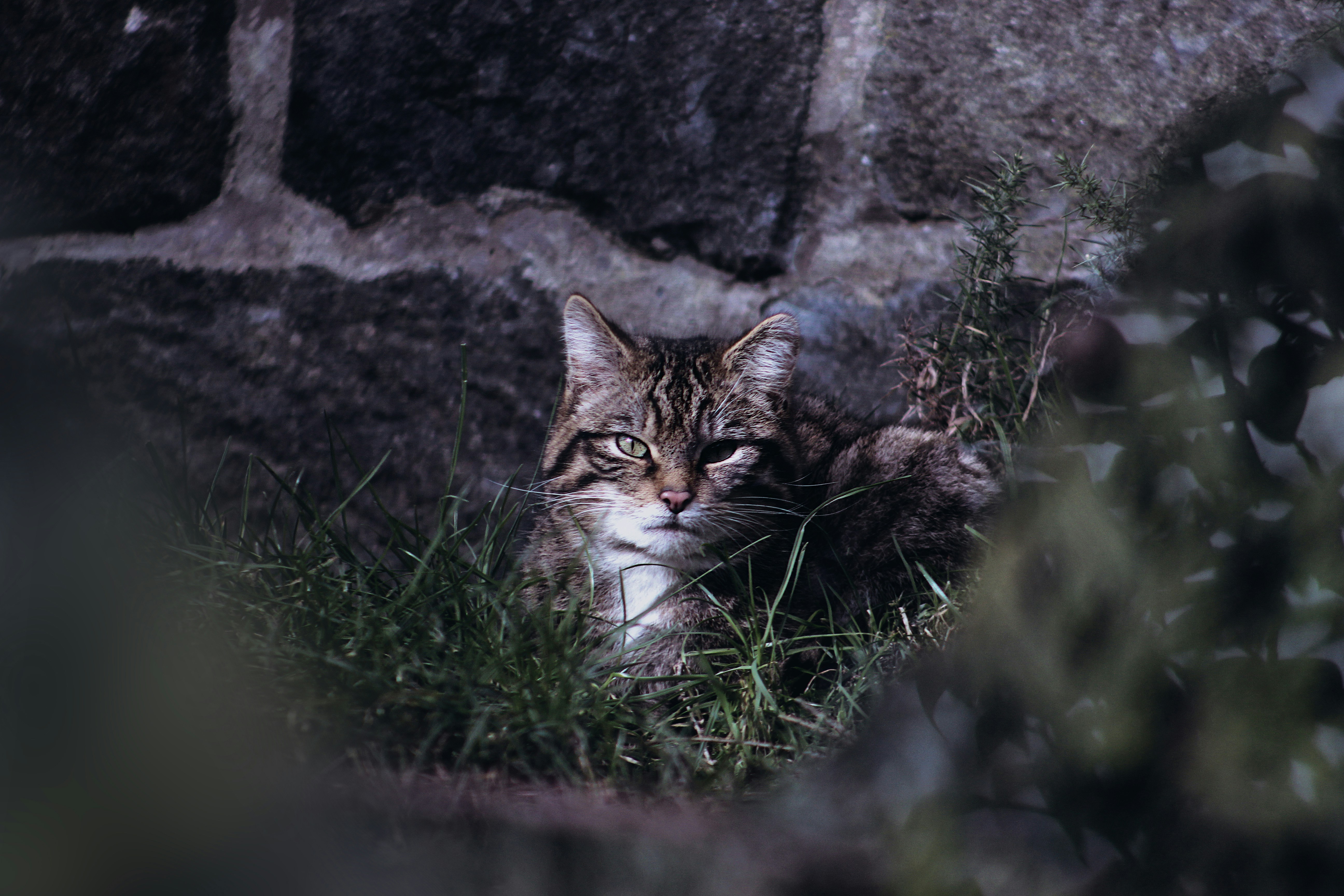 Saving Wildcats Data Volunteer @RZSS