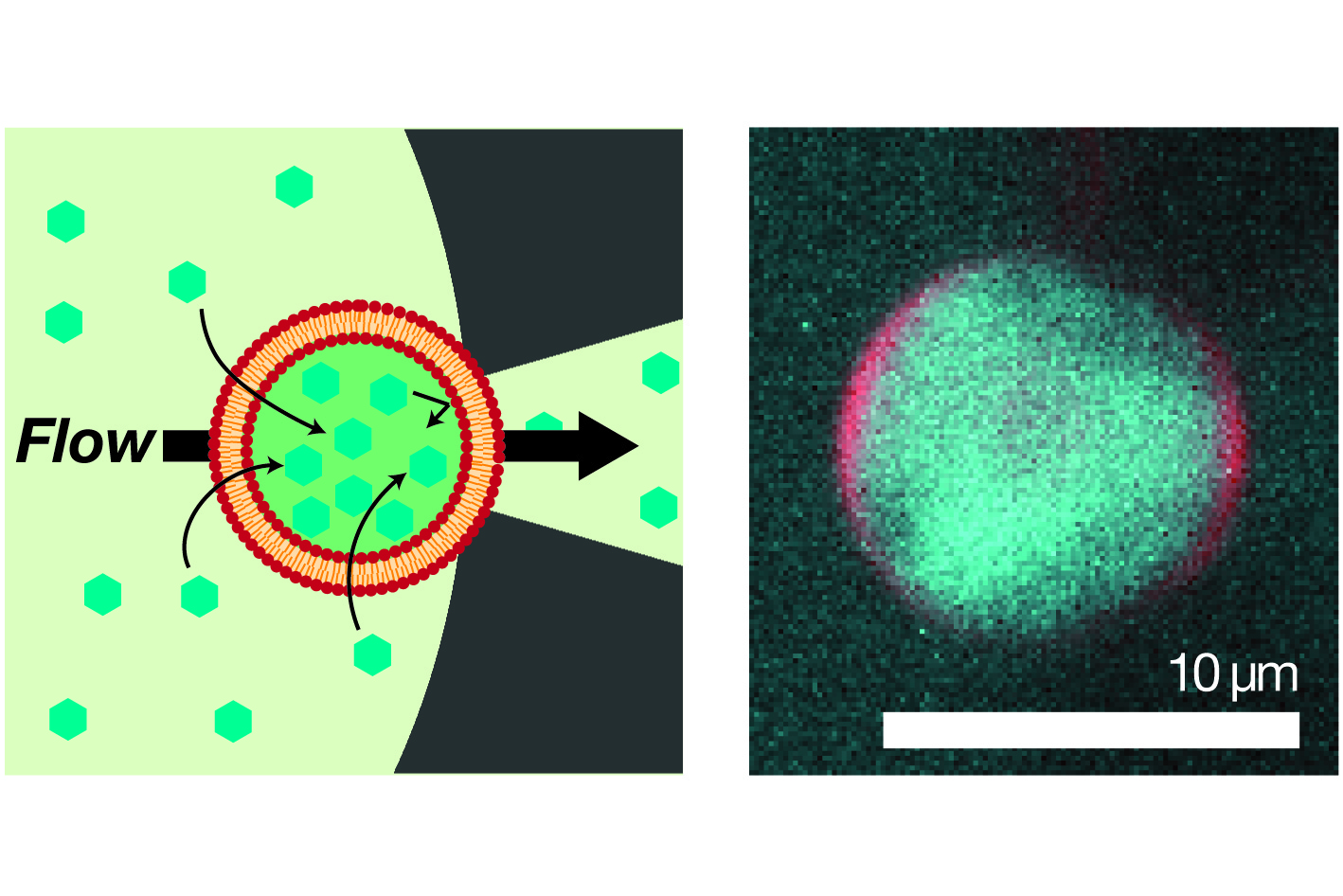 Hydrodynamic accumulation of small molecules and ions into cell-sized liposomes against a concentration gradient