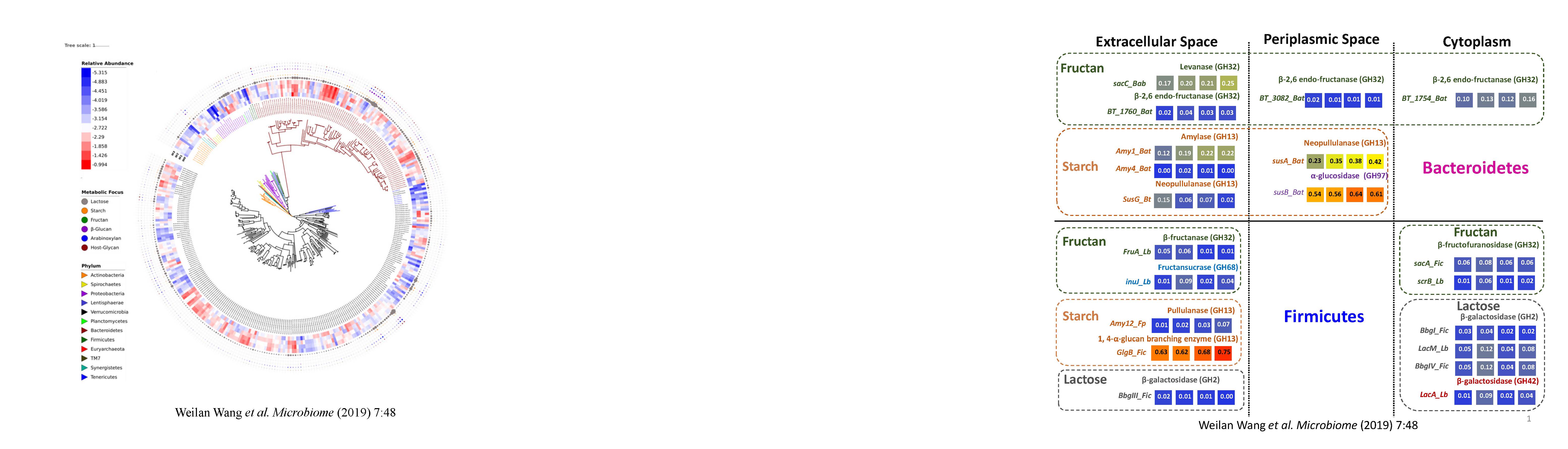 Are swine a tractable in vivo model for food fermentations?