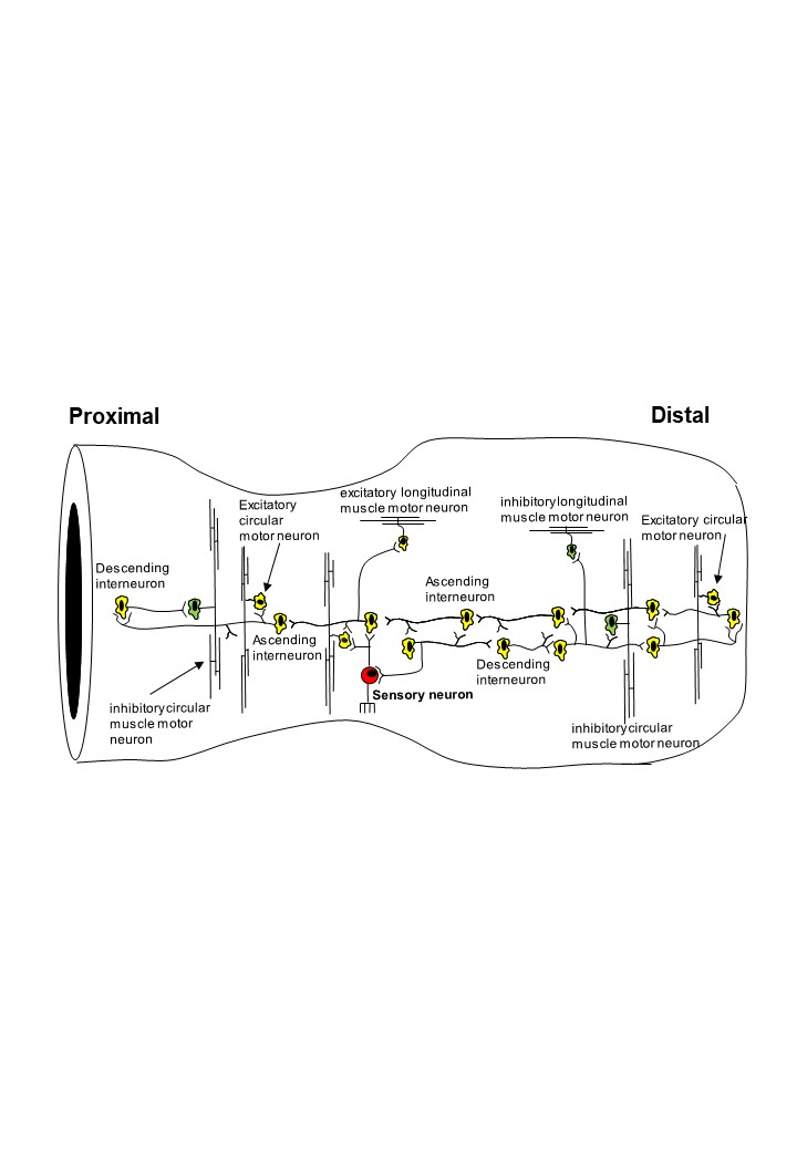 How the first brain (the brain in the gut) controls gut movements