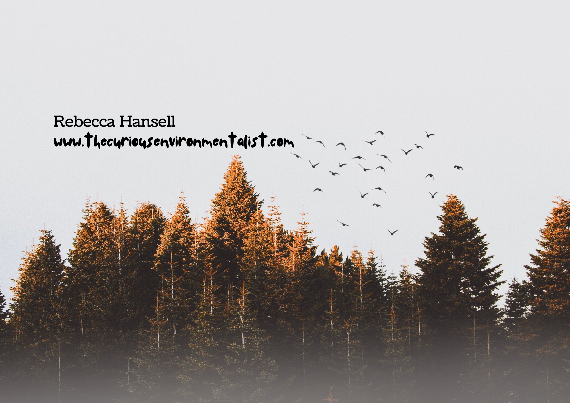 Felt Primates & Big Plans.